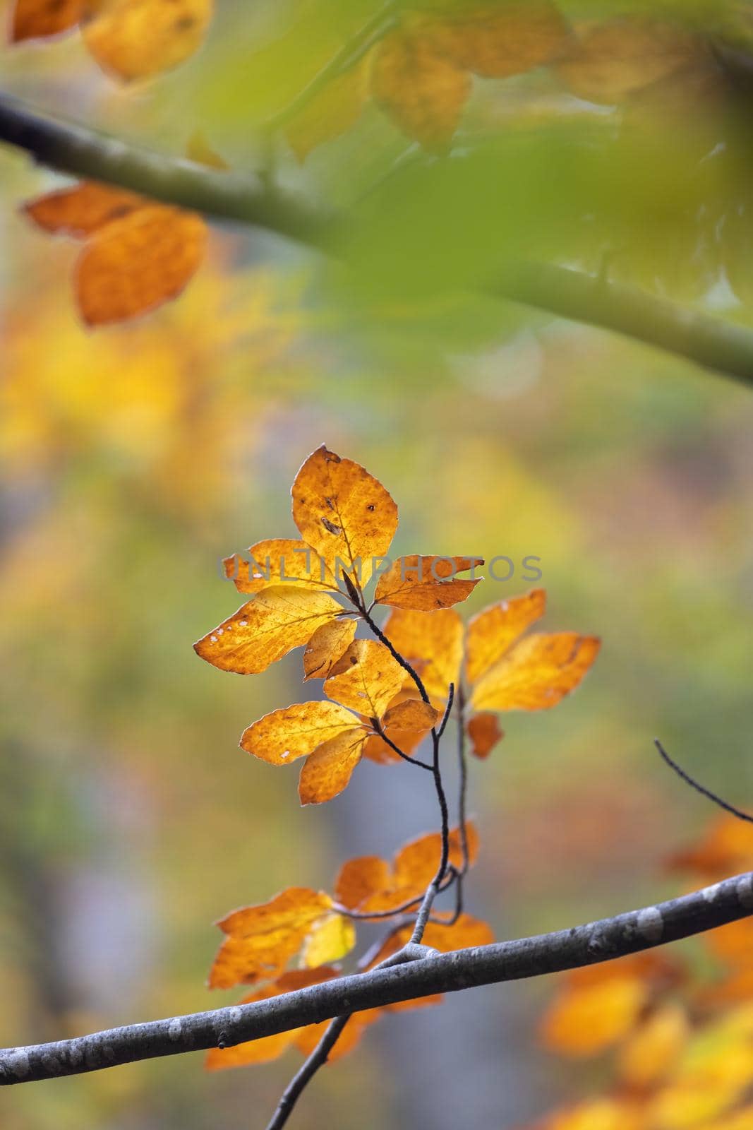 Autumn beech leaves, decorate a beautiful nature background by Digoarpi