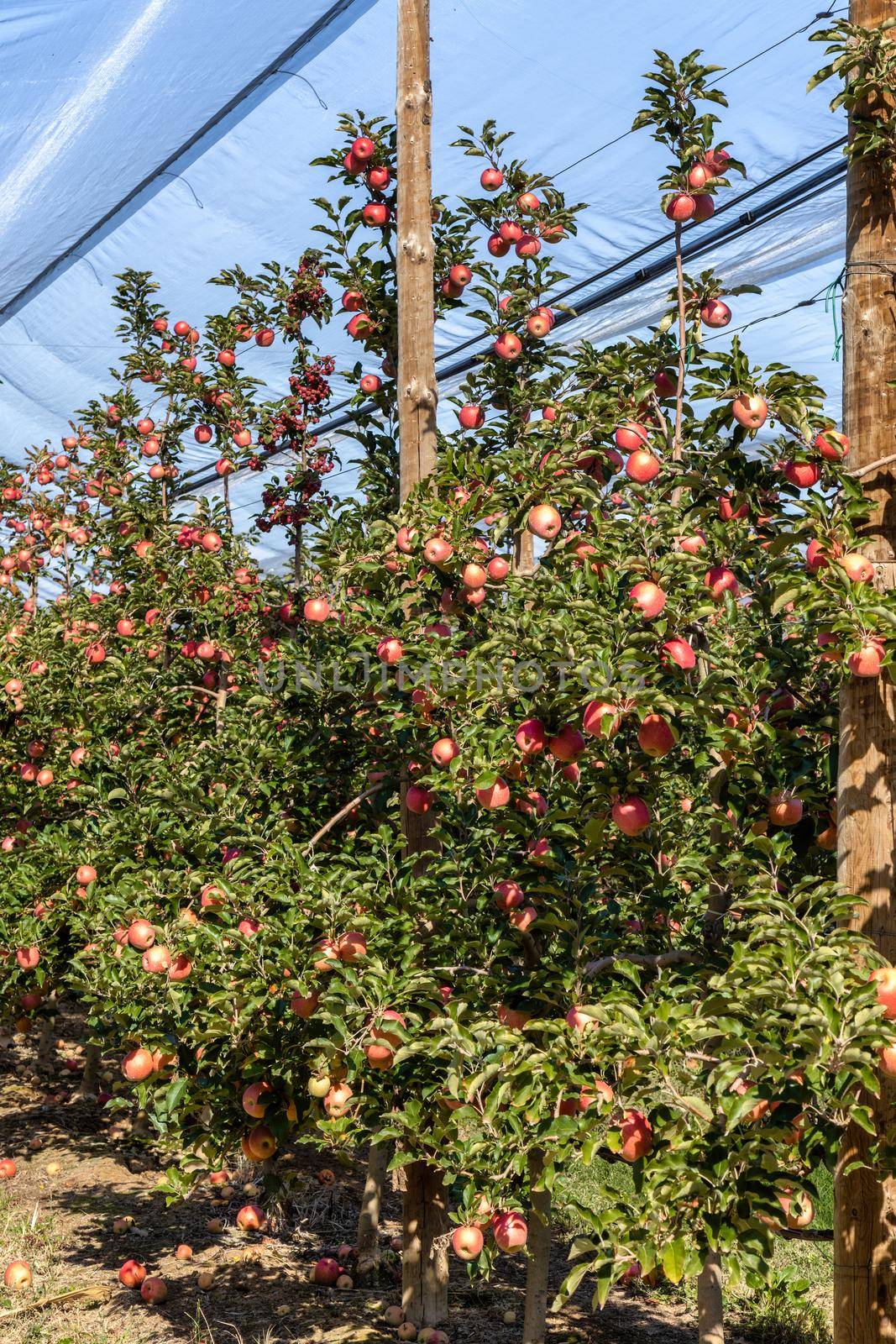 Abundant apple harvest on a Spanish apple orchard