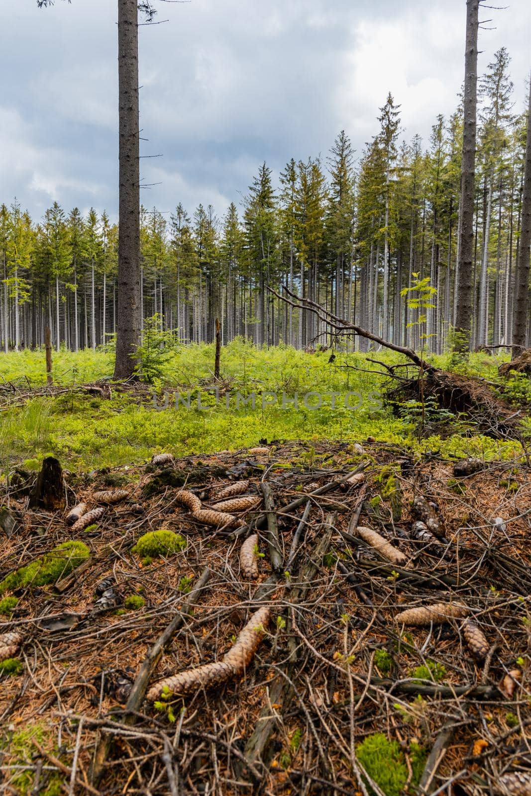 Small glade with felled trees in Rudawy Janowickie mountains by Wierzchu