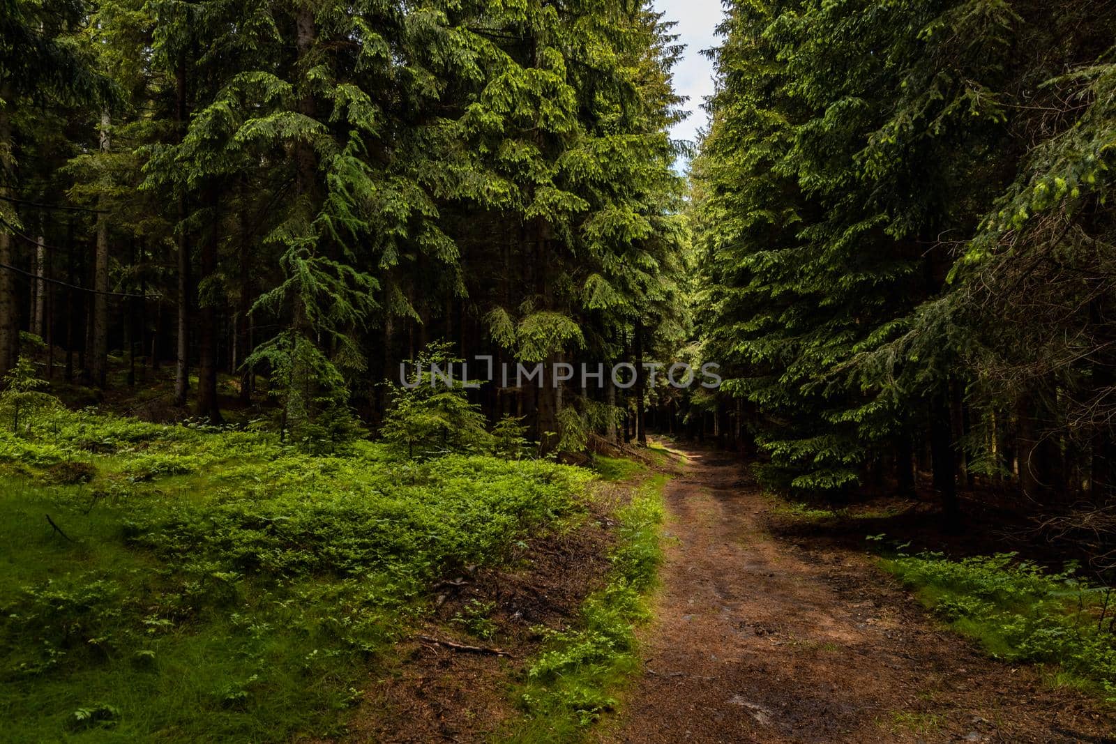 Long mountain trail between high trees and bushes in Rudawy Janowickie mountains