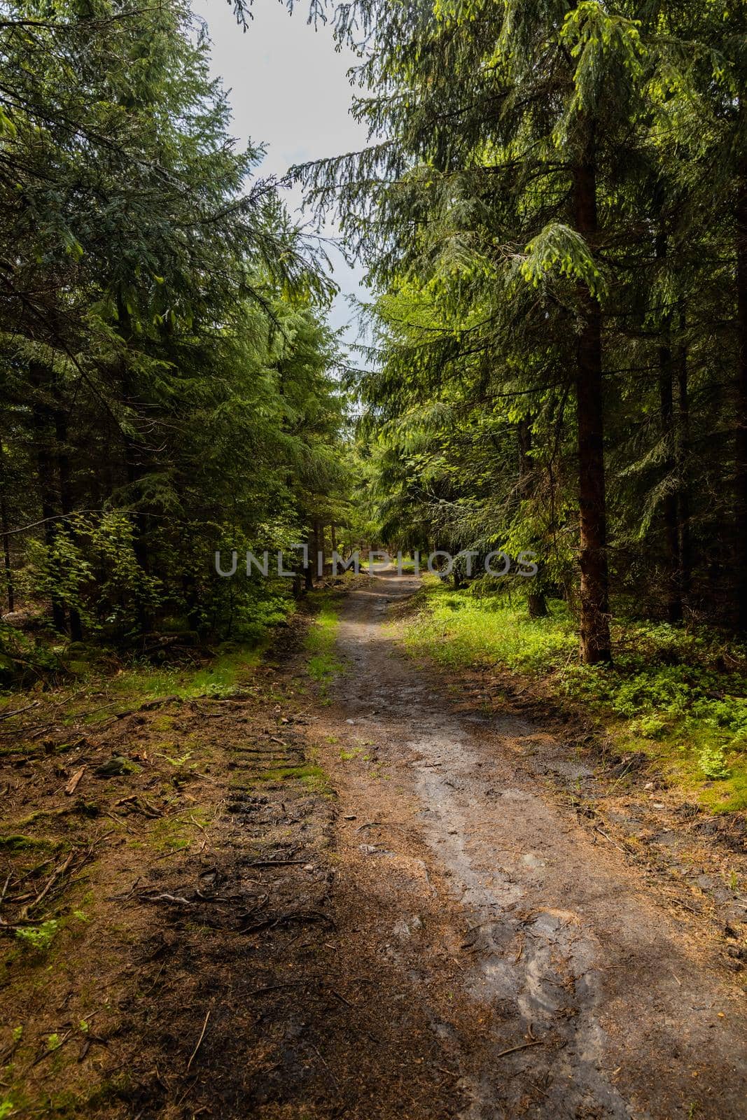 Long mountain trail between high trees and bushes in Rudawy Janowickie mountains by Wierzchu