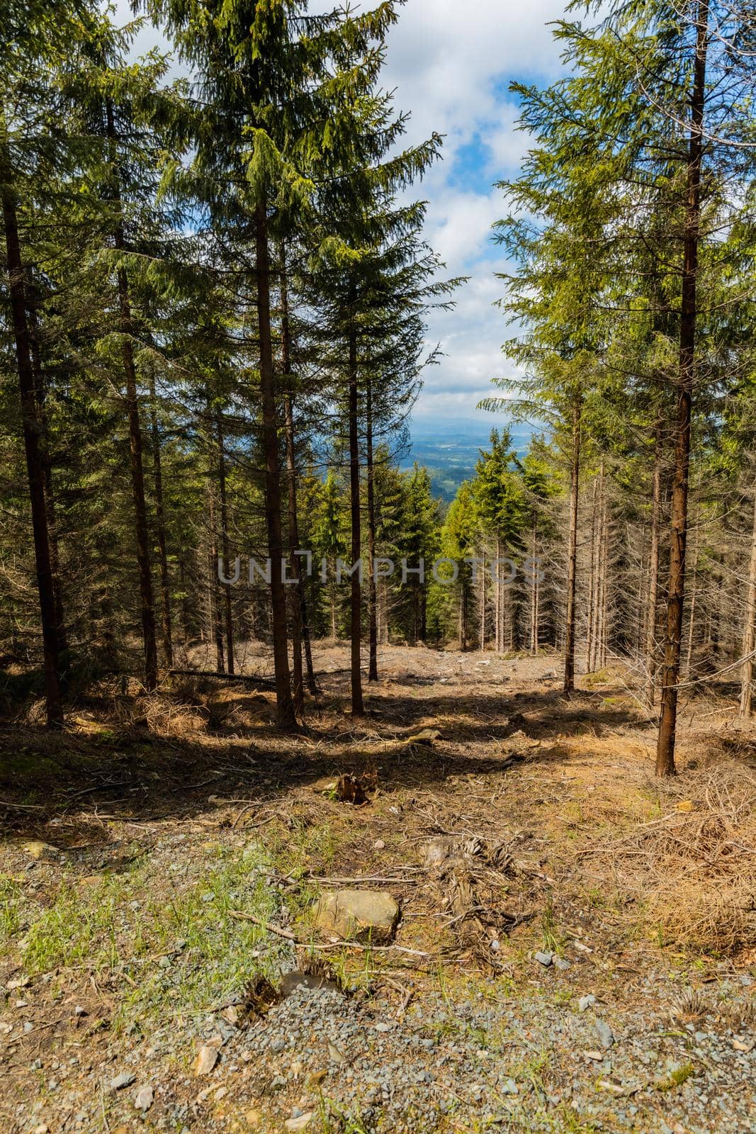 Small glade with felled trees in Rudawy Janowickie mountains by Wierzchu