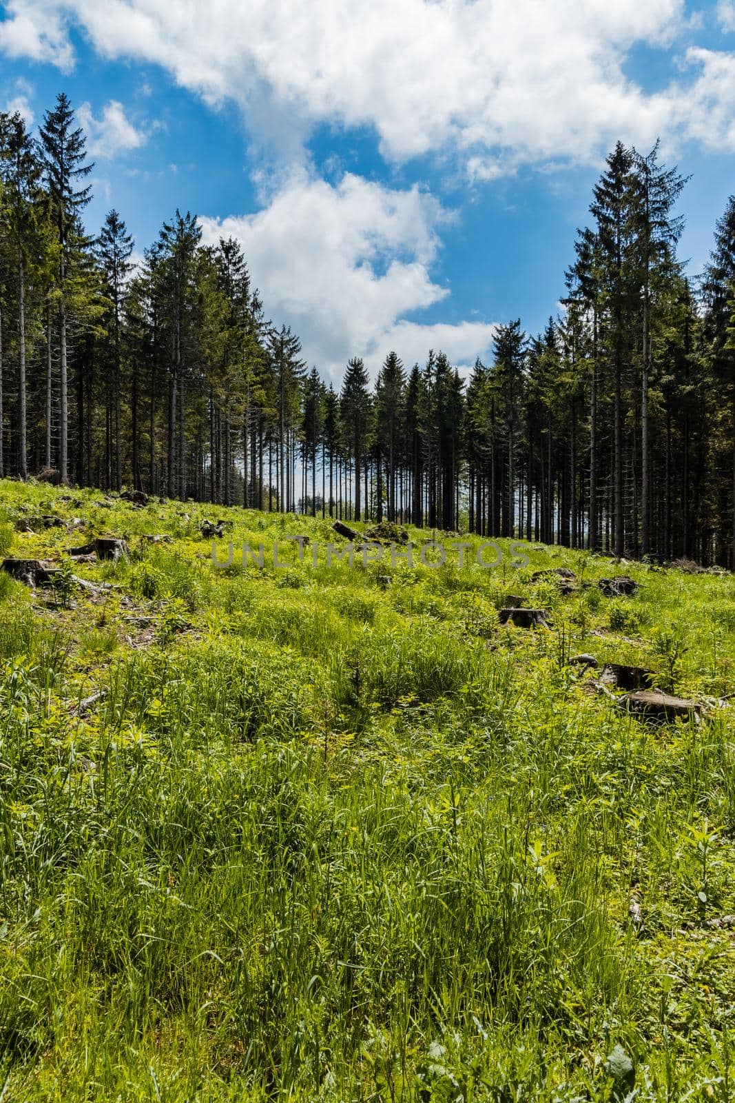 Small glade with felled trees in Rudawy Janowickie mountains by Wierzchu