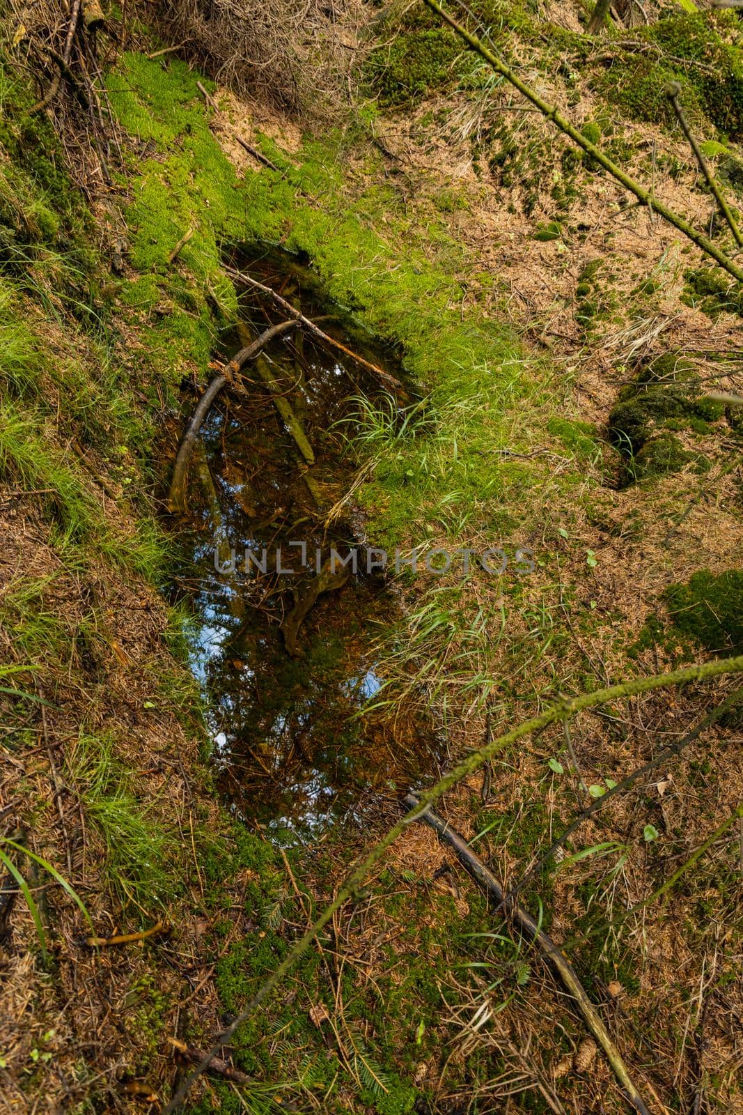 Puddle with reflections of forest in Rudawy Janowickie mountains