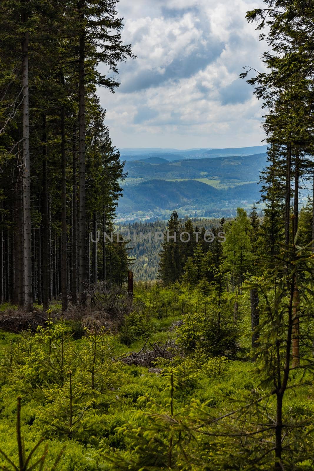 Panorama of Rudawy Janowickie mountains with high old thin trees by Wierzchu