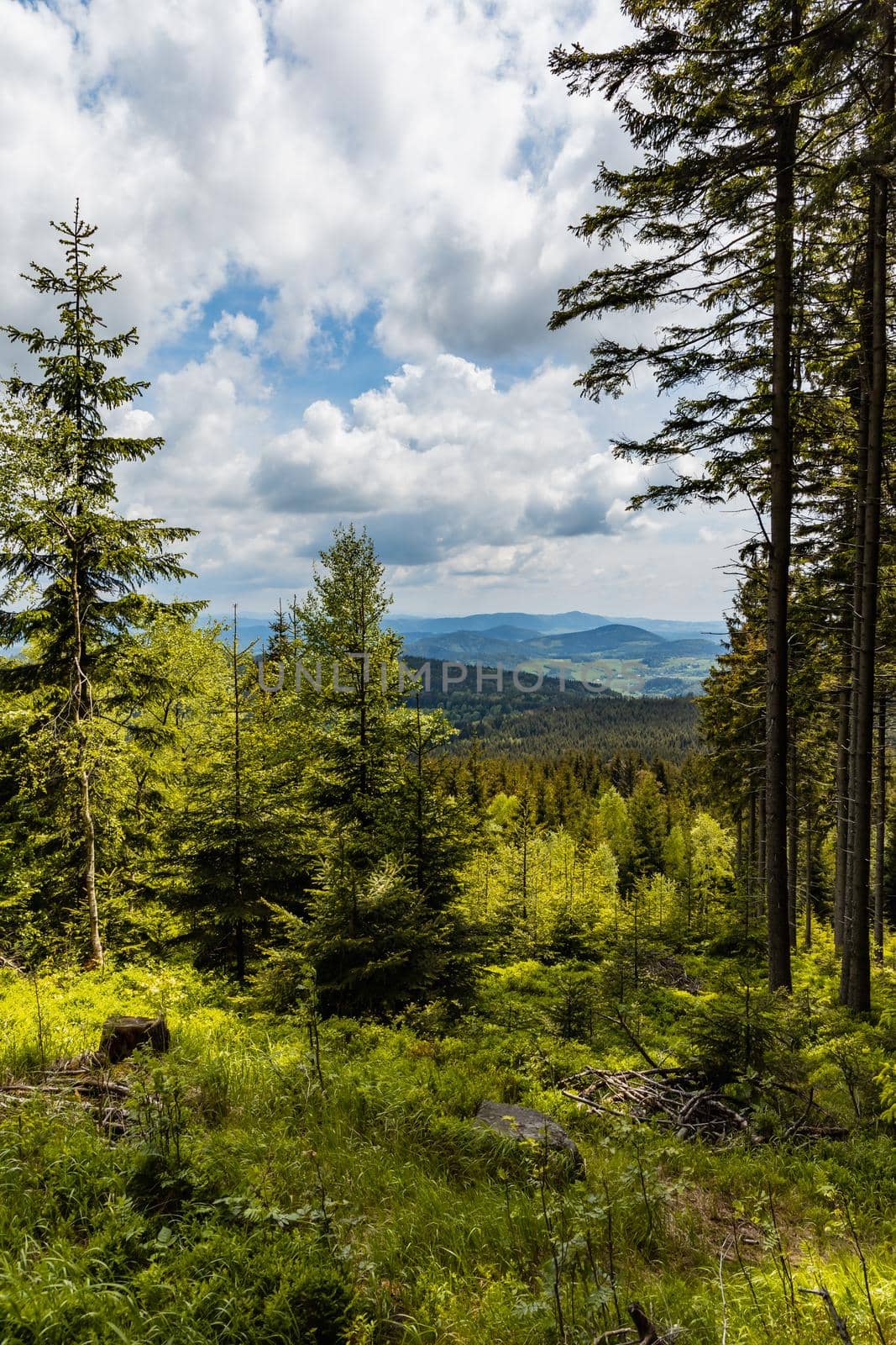 Panorama of Rudawy Janowickie mountains with high old thin trees by Wierzchu