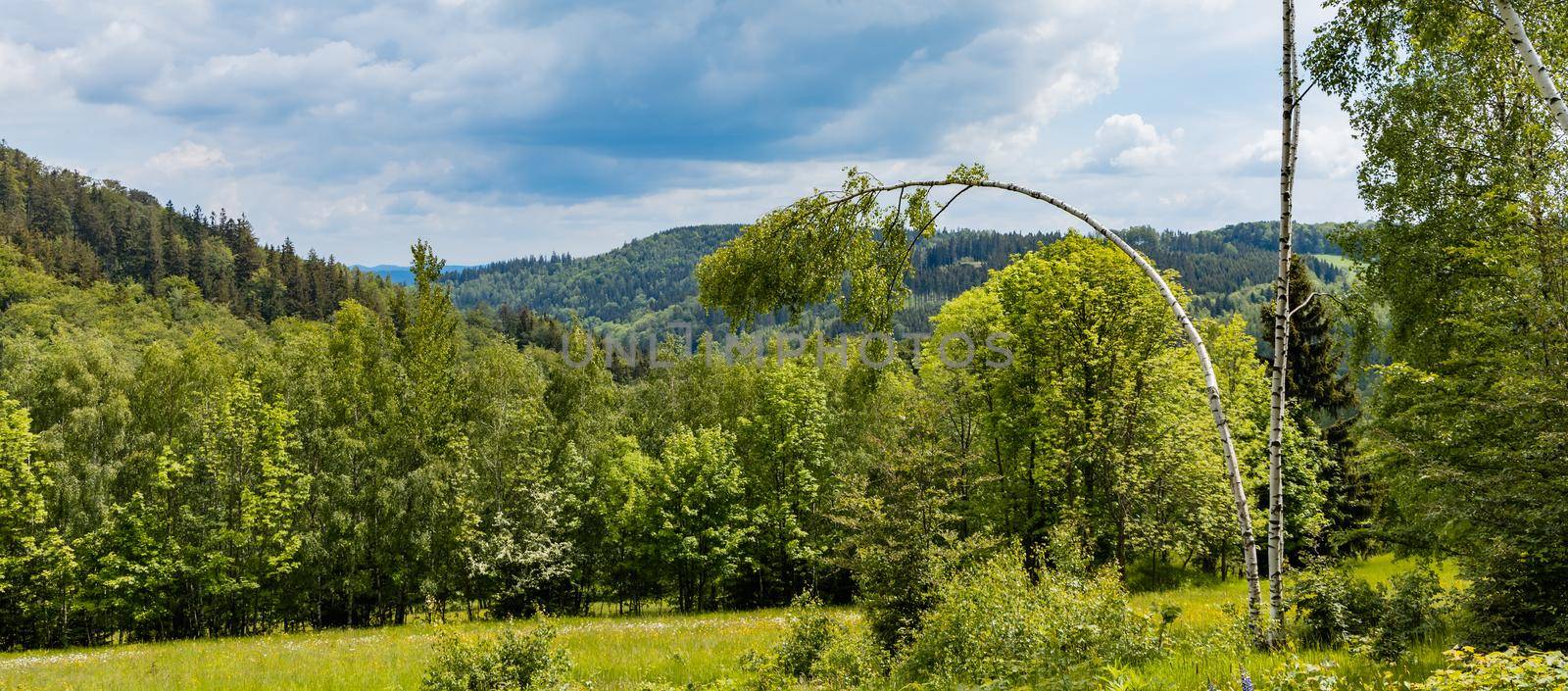 High thin curvy white birch-tree next to big glade in front of small forest