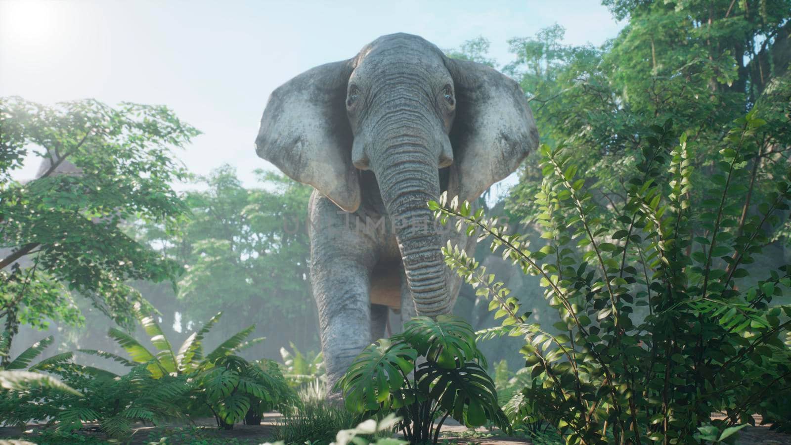 A gray African elephant walks through the green jungle in the early morning. A look at the African jungle.