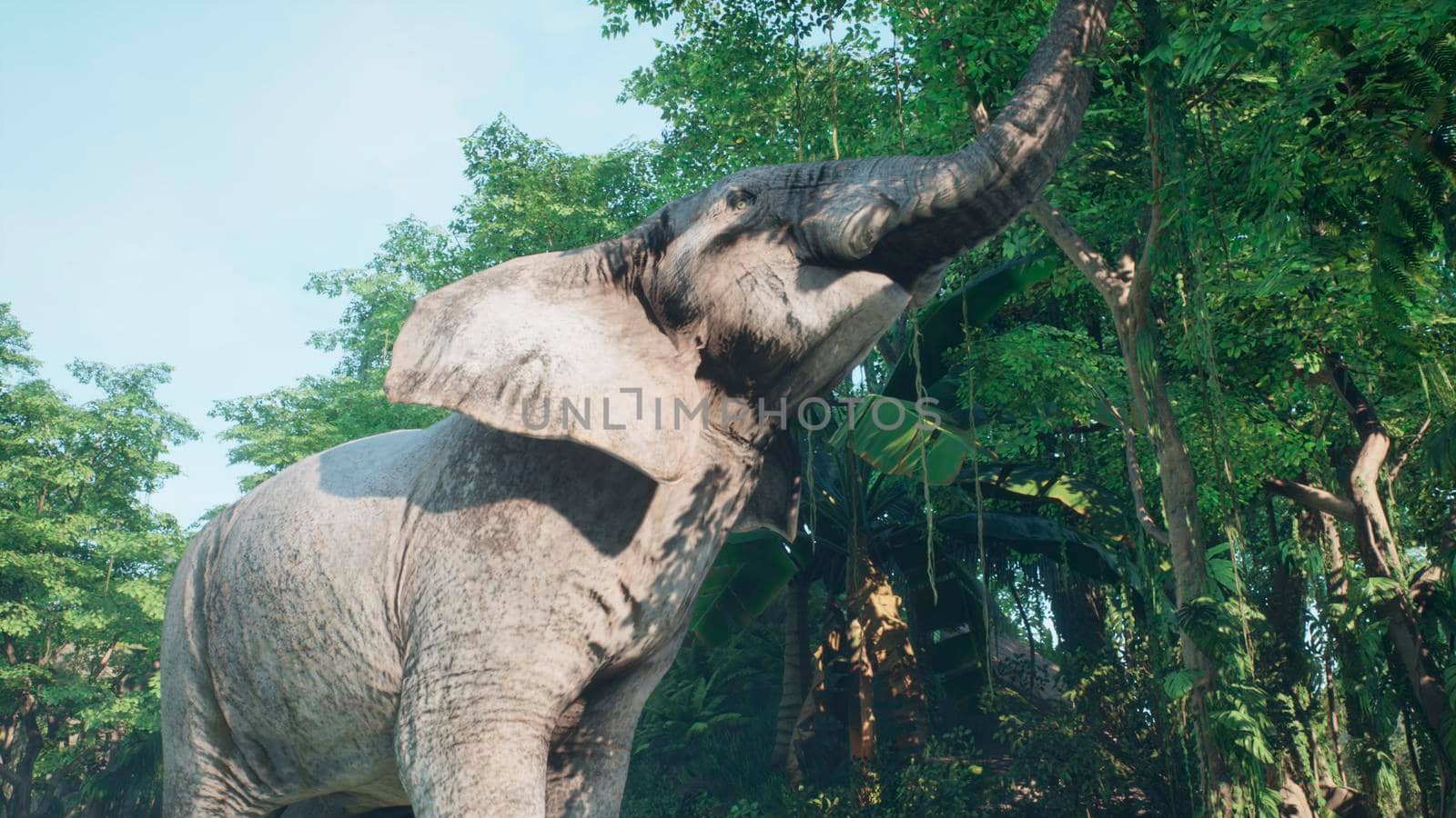 Large gray African elephant in the jungle eats foliage from trees. A look at the African jungle.
