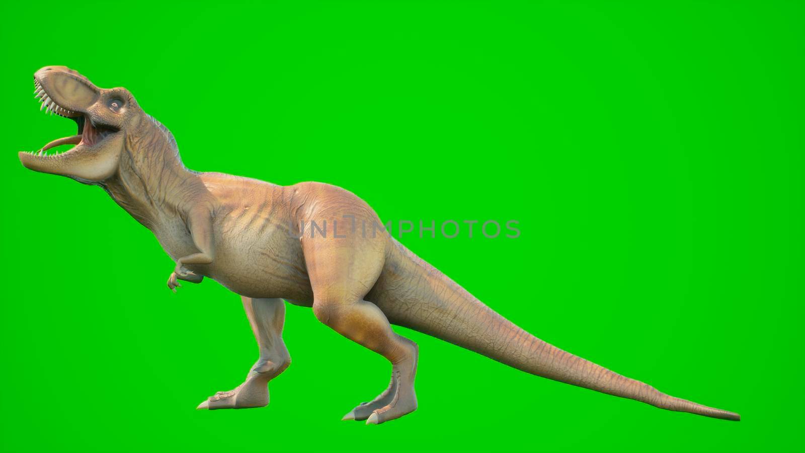 Angry T-Rex dinosaur runs in a looping seamless animation.. Reptile in front of green screen. View of a prehistoric animal.