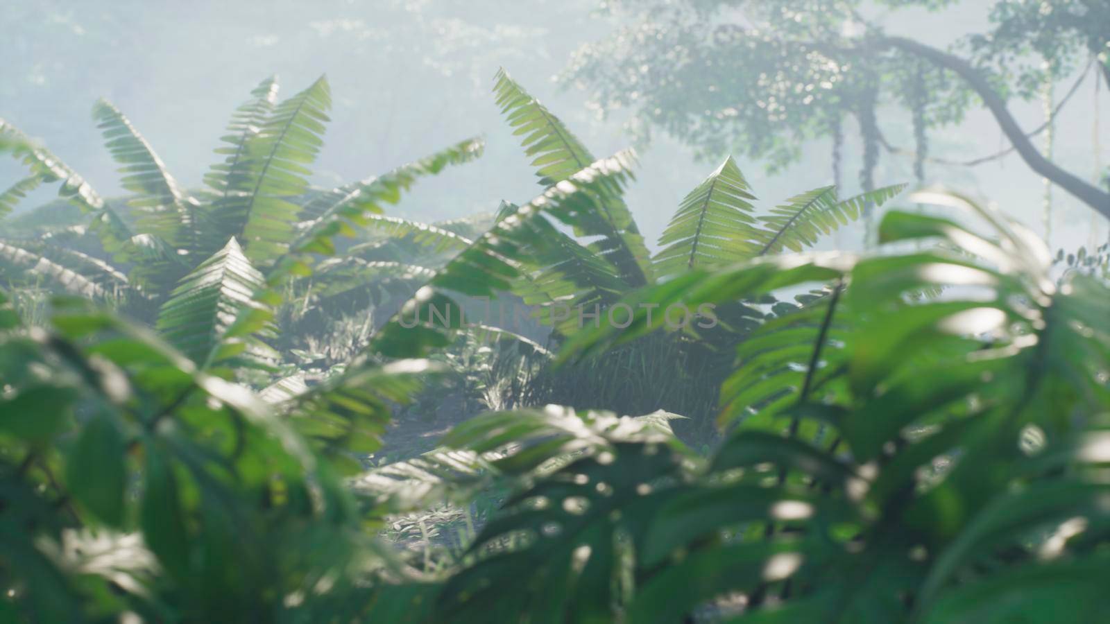 Beautiful jungle and green ferns in the rainforest. View of the green forest in the jungle on a sunny morning.