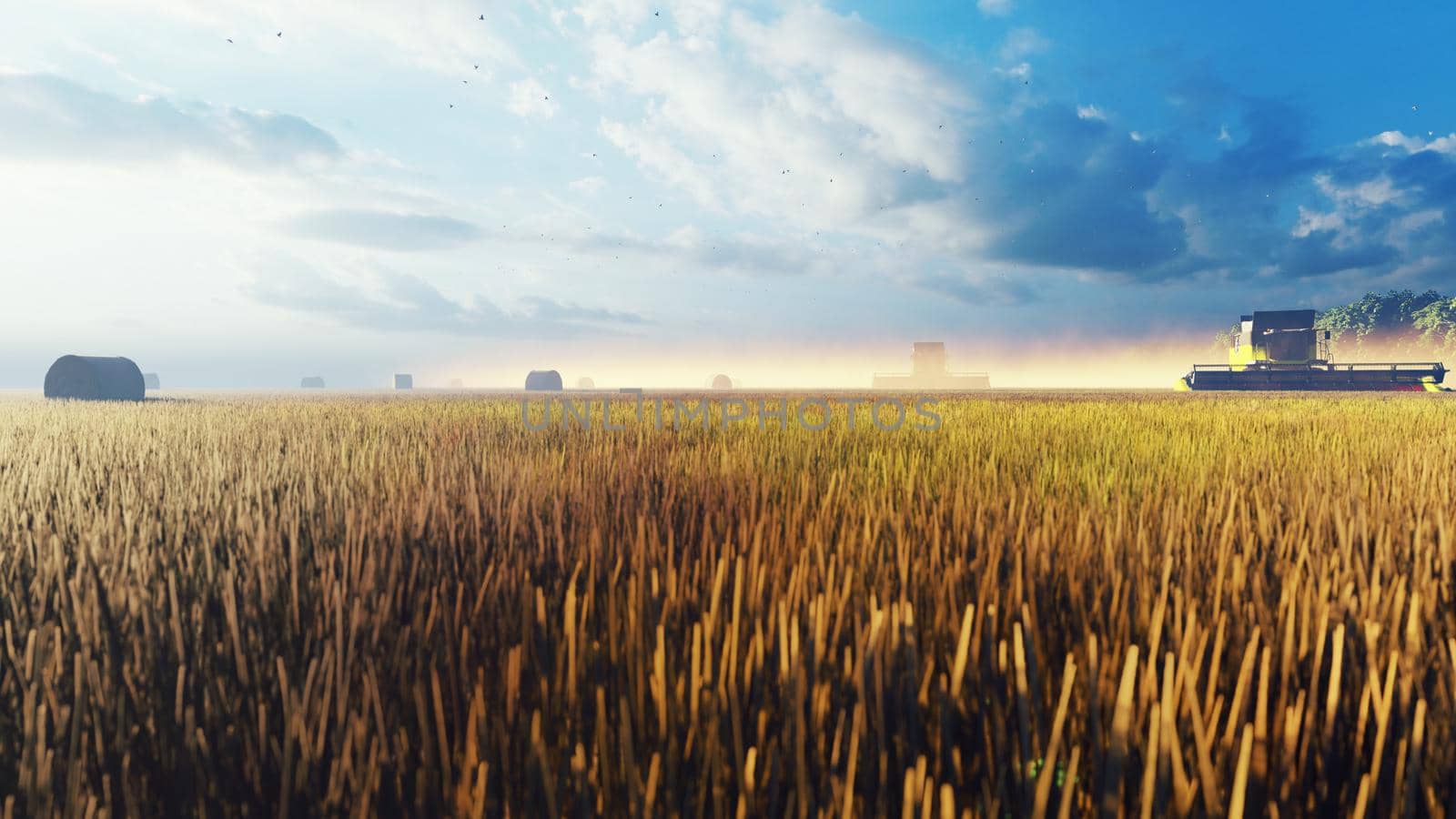 Combines work in the field in the early morning. Harvesting wheat in the summer with a combine harvester. The concept of agricultural activity. 3D Rendering by designprojects