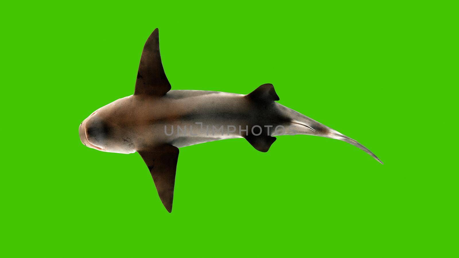 Shark swimming underwater, bottom view. 3D Rendering by designprojects