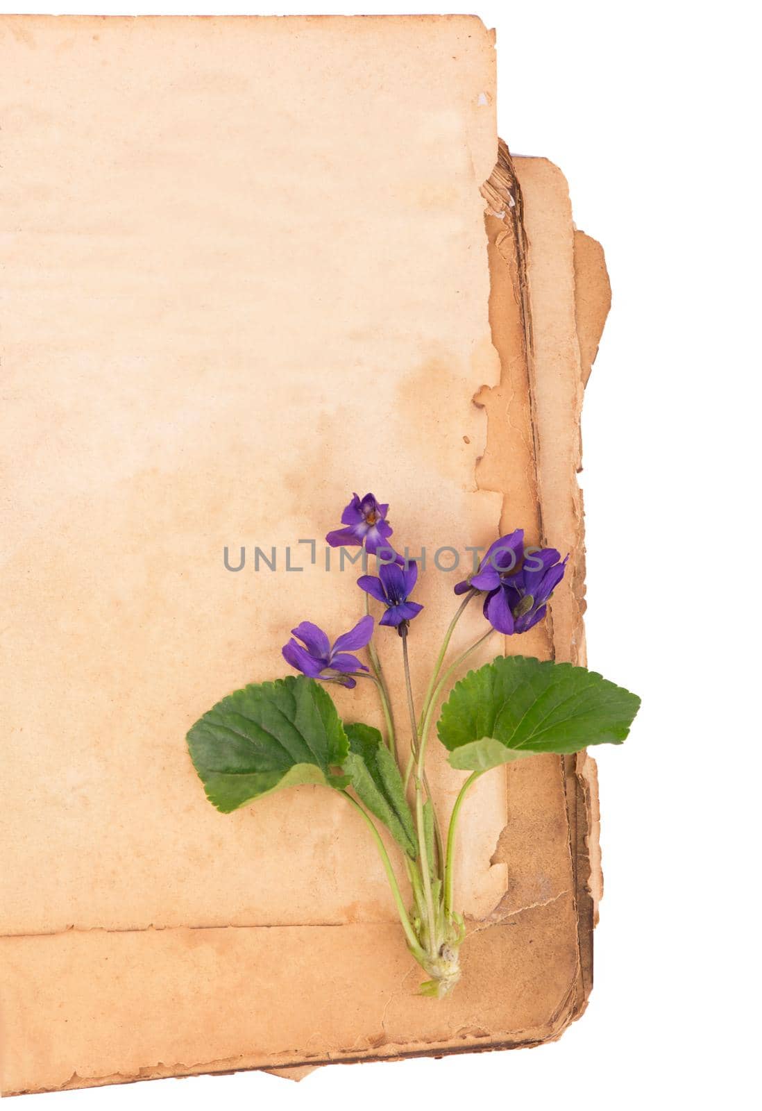 Vintage romantic background with old book, violet flowers against white background and copy space. by aprilphoto