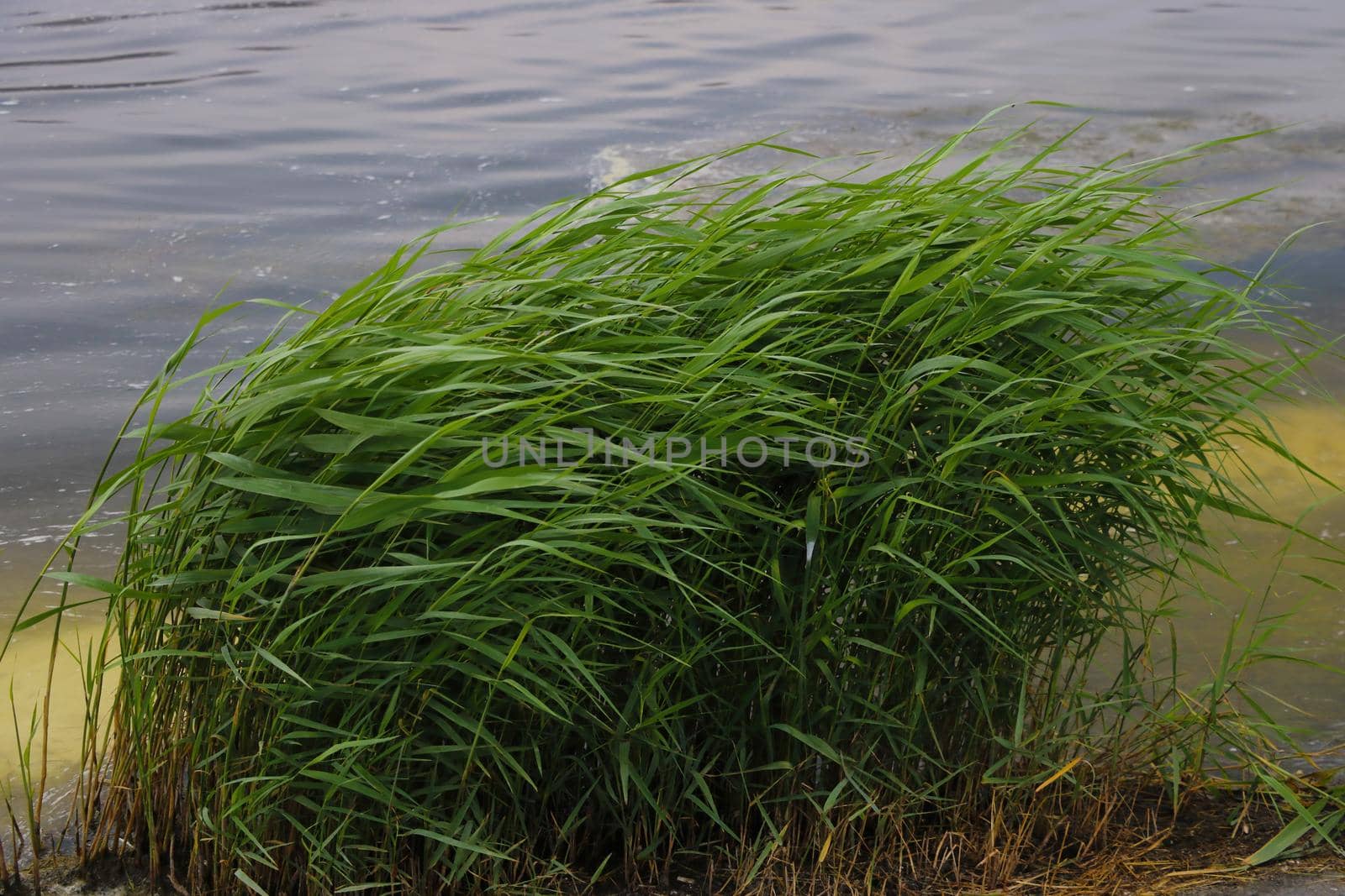 Green young bushes on the shore of a lake or river