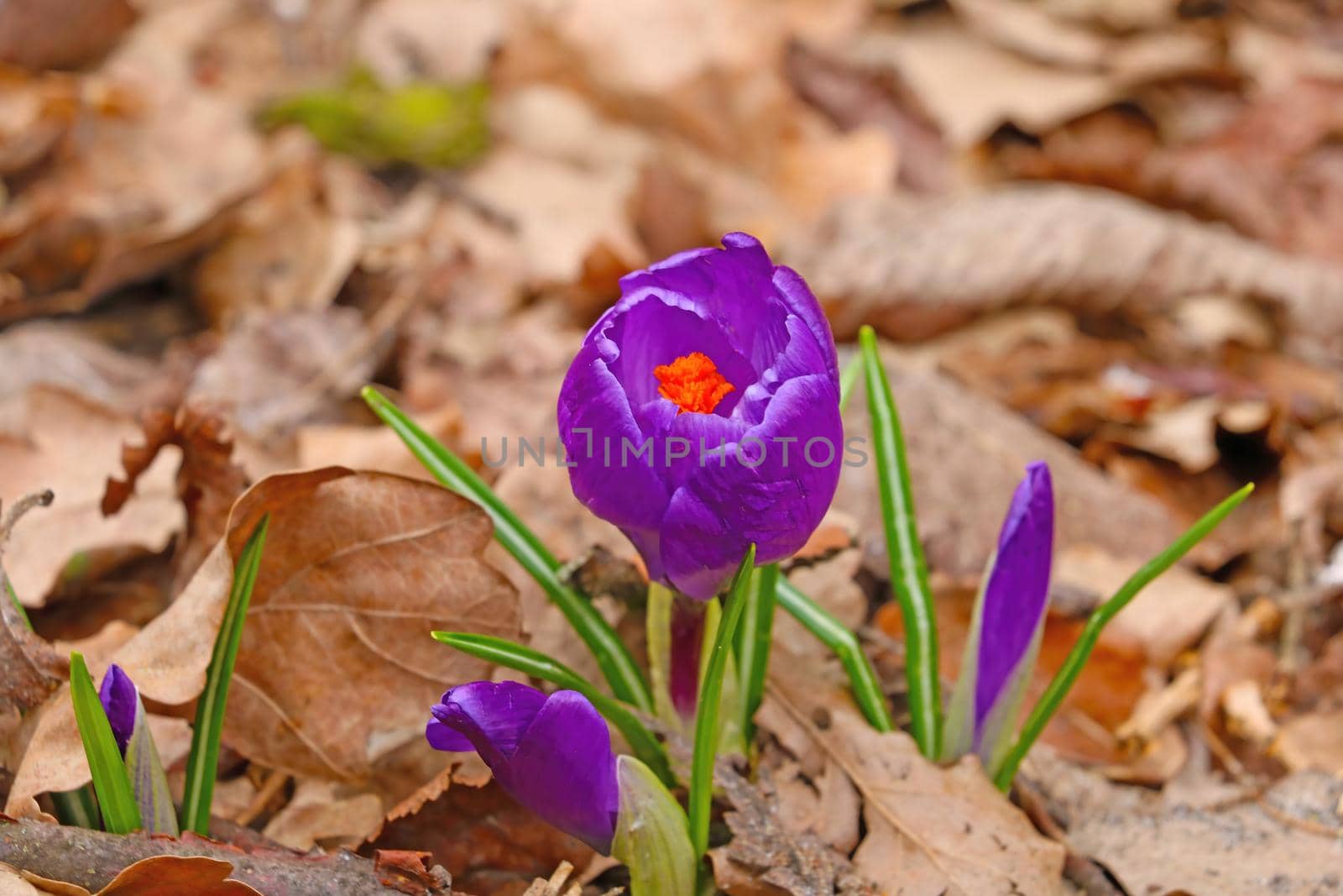 Spring beautiful blooming crocus flowers after winter