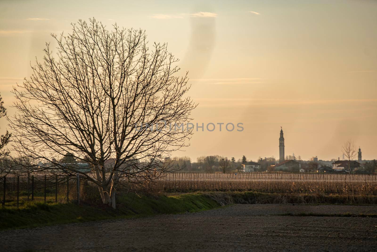 Field landscape at sunset time in spring in Italy plain