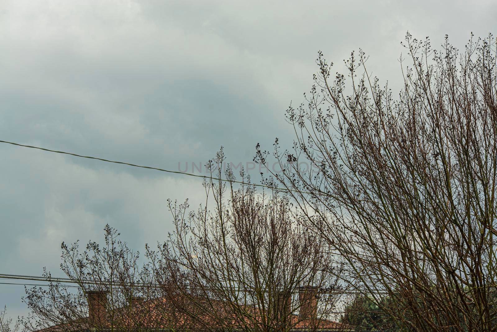 Detail of clouds and trees in winter