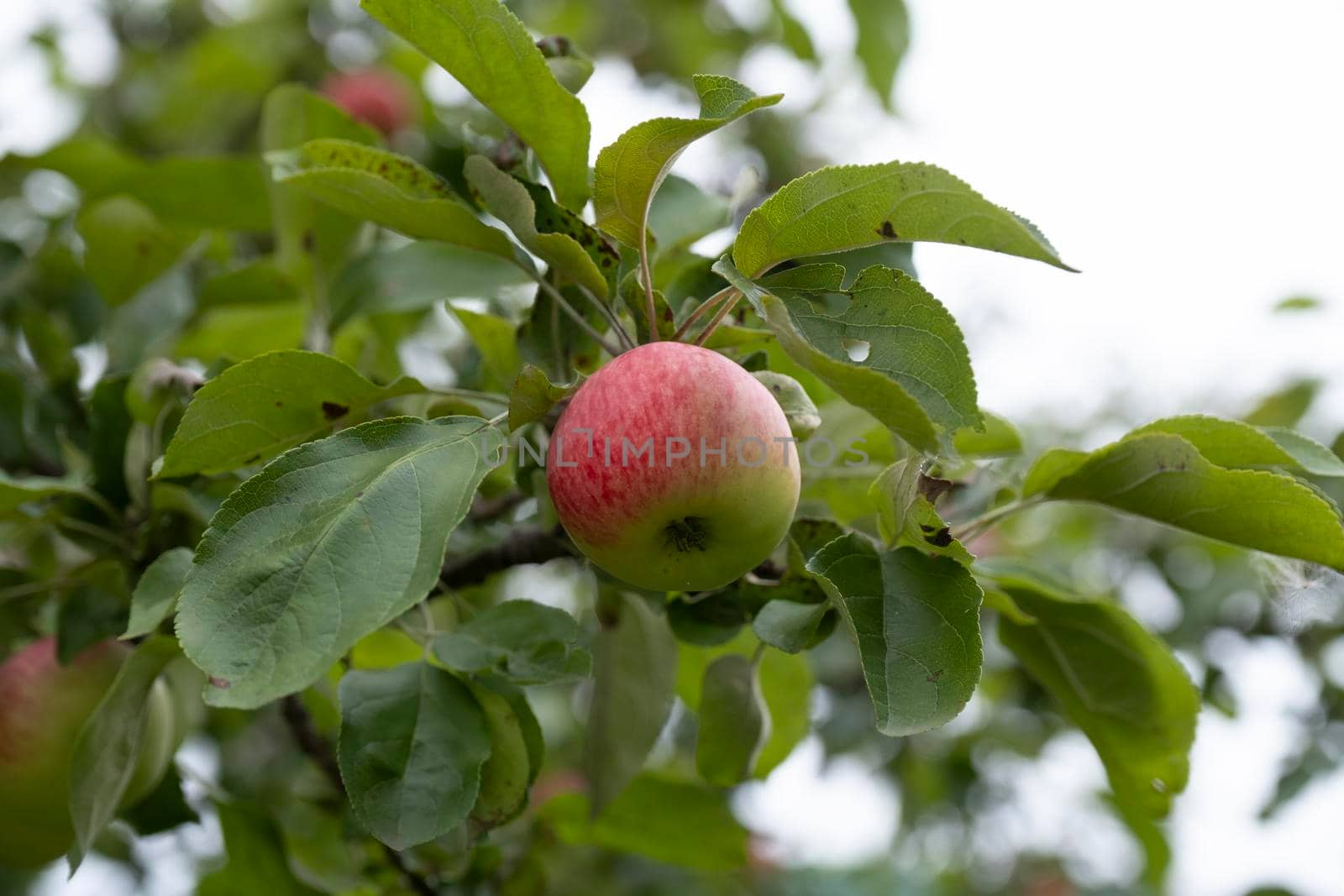 Apple tree with red apples in the sunset. A red Apple grows on a branch. Soft focus on apples. Green apples on a tree branch in the garden. by designprojects