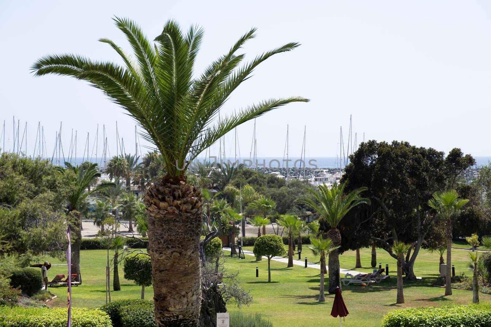 Sunny clear day on a warm tropical island. The wind sways the branches and leaves of palm trees.