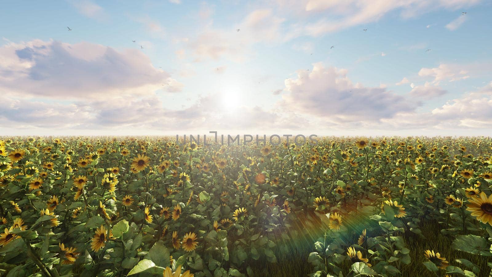 Beautiful Sunflowers in the field at sunrise. Field with sunflowers, butterflies and insects in summer.