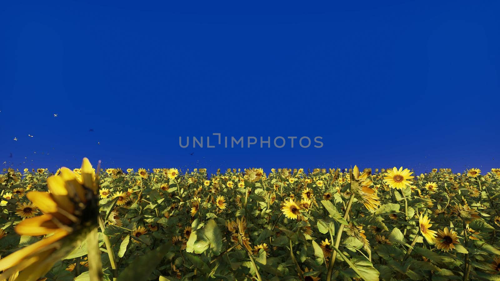 Beautiful Sunflowers in the field at sunrise. Field with sunflowers, butterflies and insects in front of a blue screen. 3D Rendering by designprojects