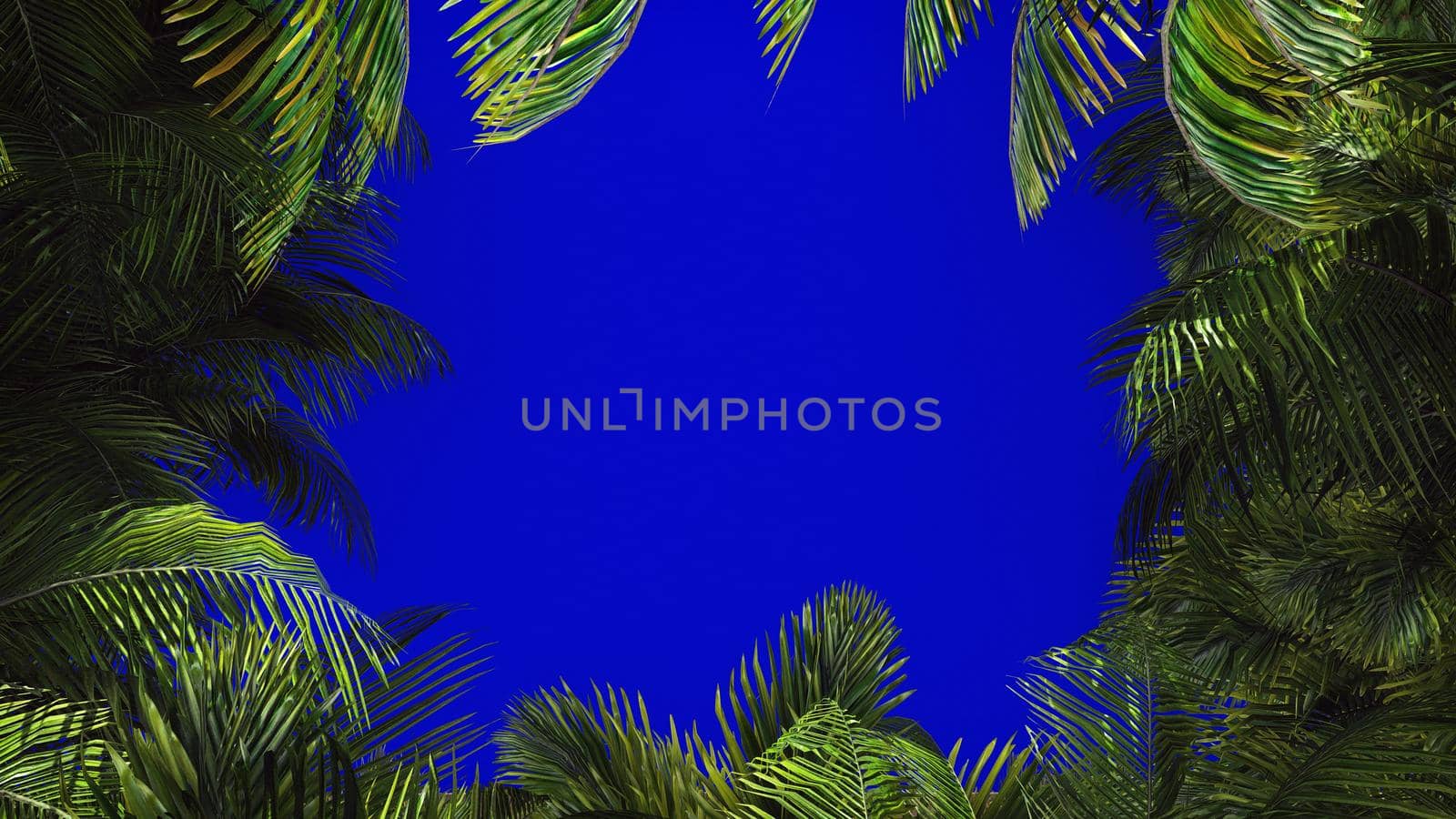 The branches of palm tree in the wind on blue screen. 