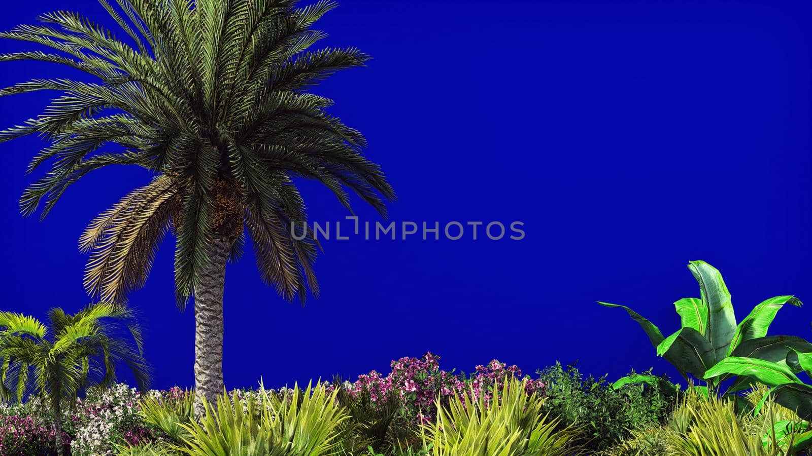 The branches of palm tree and Tropical plant in the wind on blue screen. 
