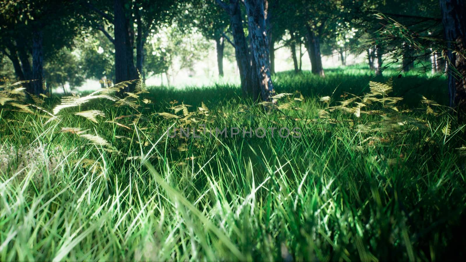 Green Park, Sun Forest Tree Landscape. 3D Rendering by designprojects