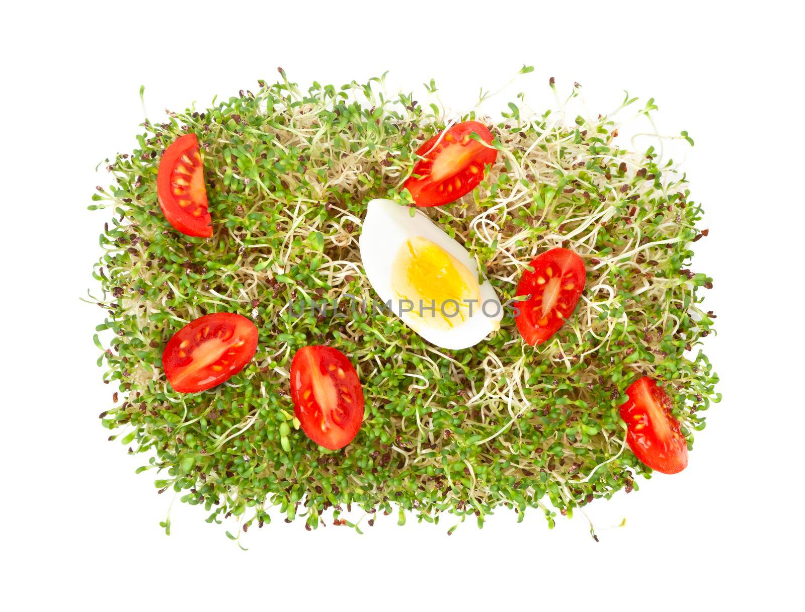 Pile of fresh alfalfa sprouts isolated on white background. Healthy diet superfood and micro green eating concept.