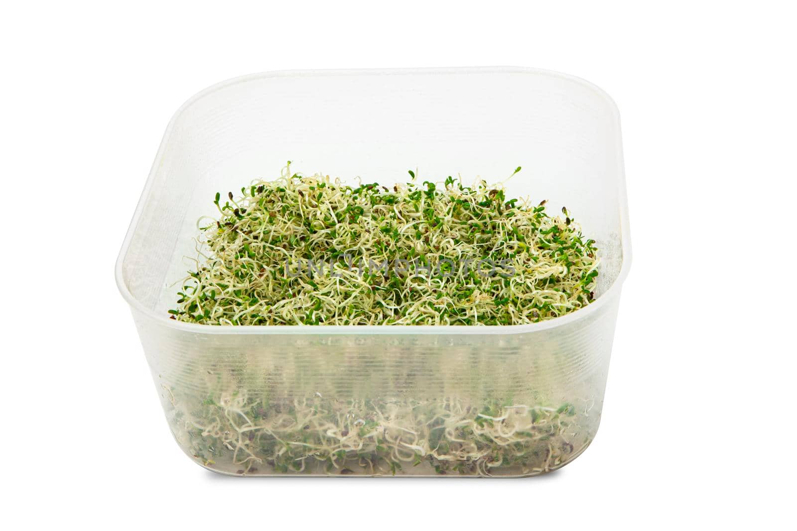 Organic young alfalfa sprouts in a plastic container on white background. Organic food. Close up with clipping path