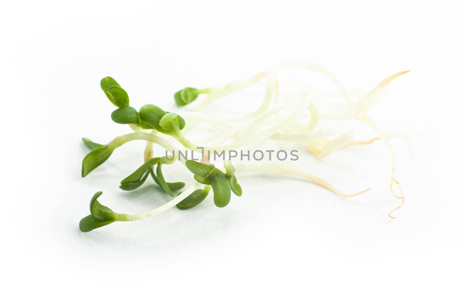 Heap of alfalfa sprouts on white background. Micro leaf vegetable of green alfalfa seeds sprouts.