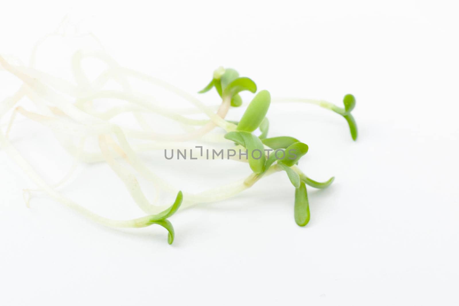Heap of alfalfa sprouts on white background. Micro leaf vegetable of green alfalfa seeds sprouts.