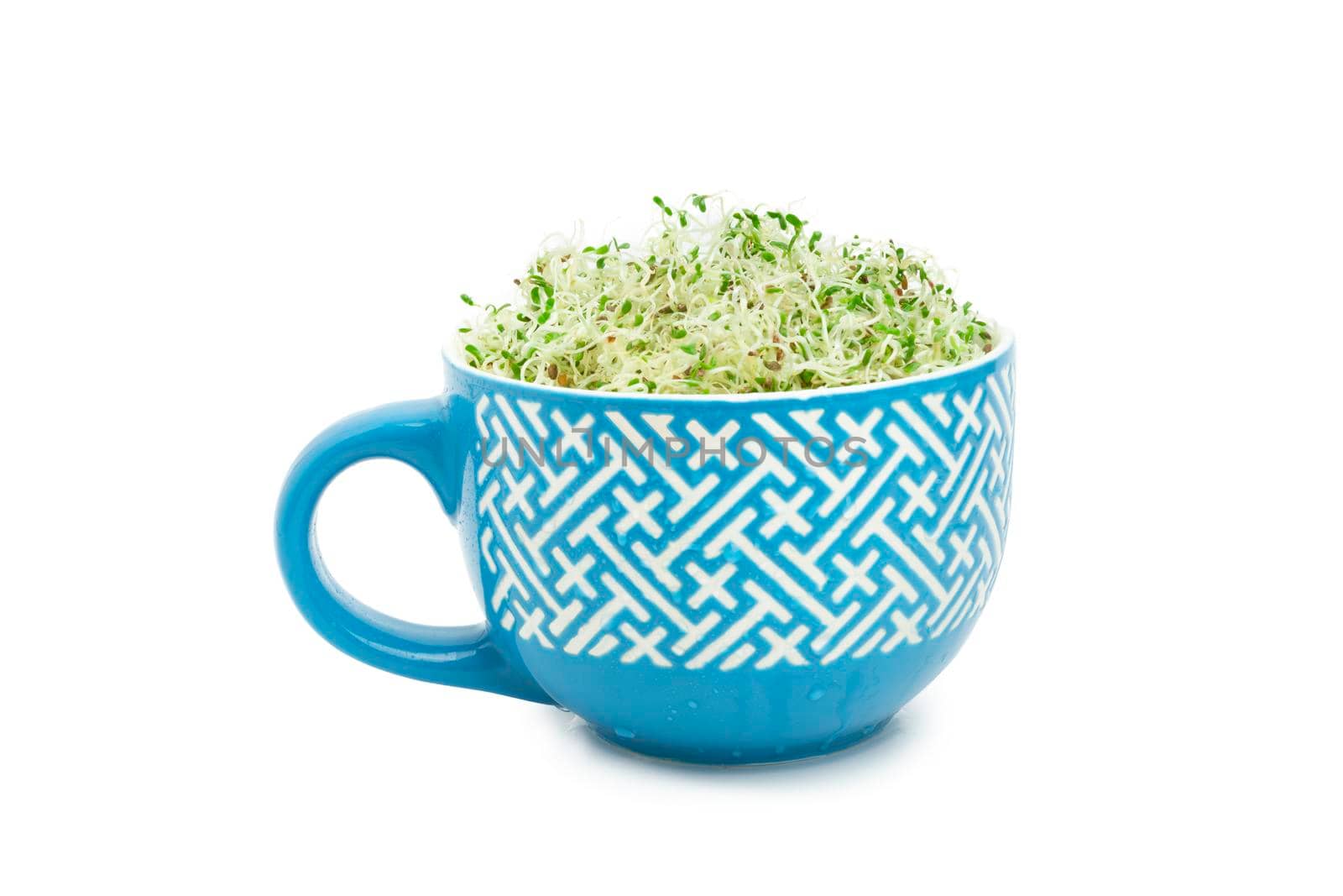 Organic young alfalfa sprouts in a cup on a white background close up with clipping path