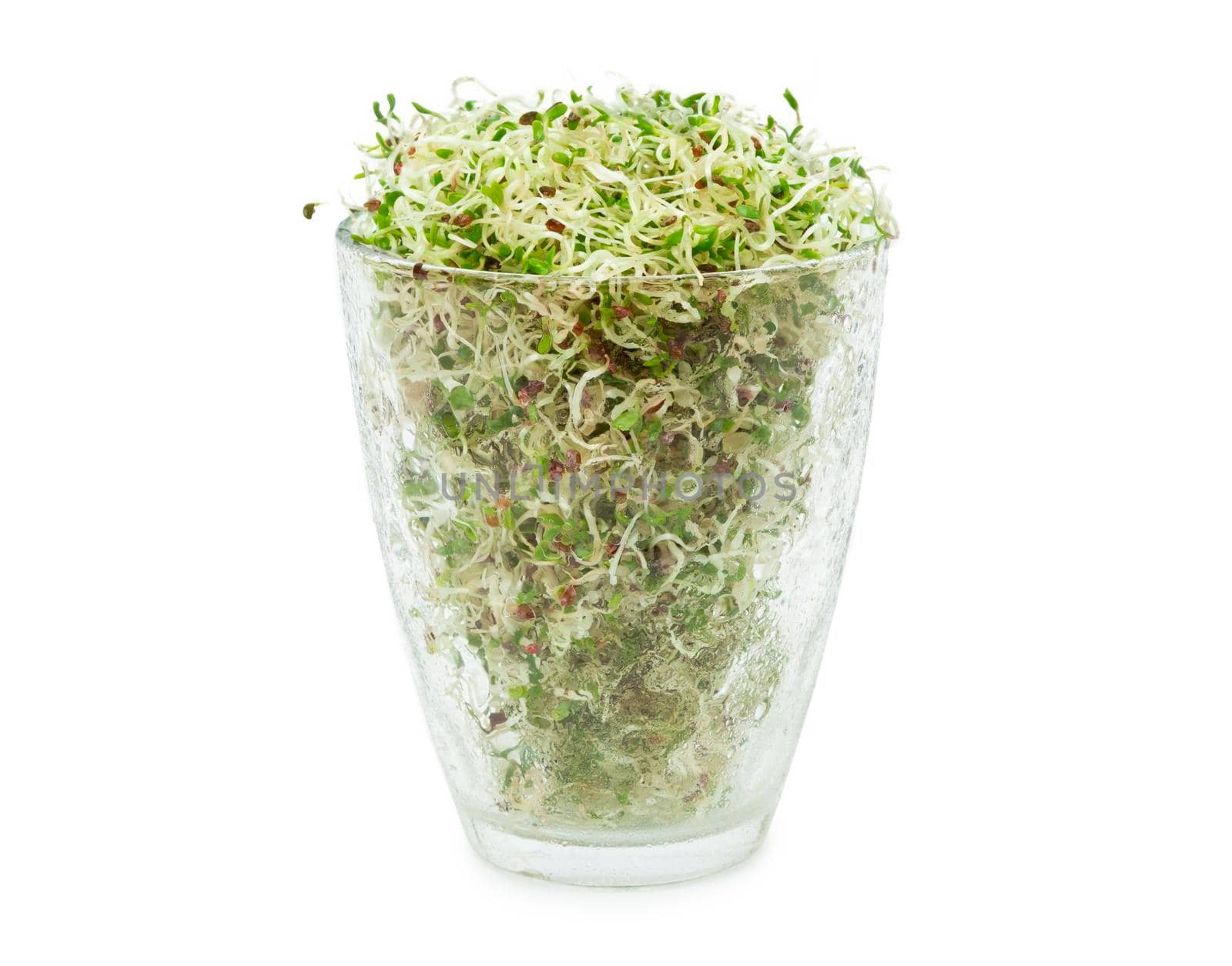 Organic young alfalfa sprouts in a glass on white background. Organic food. Close up with clipping path