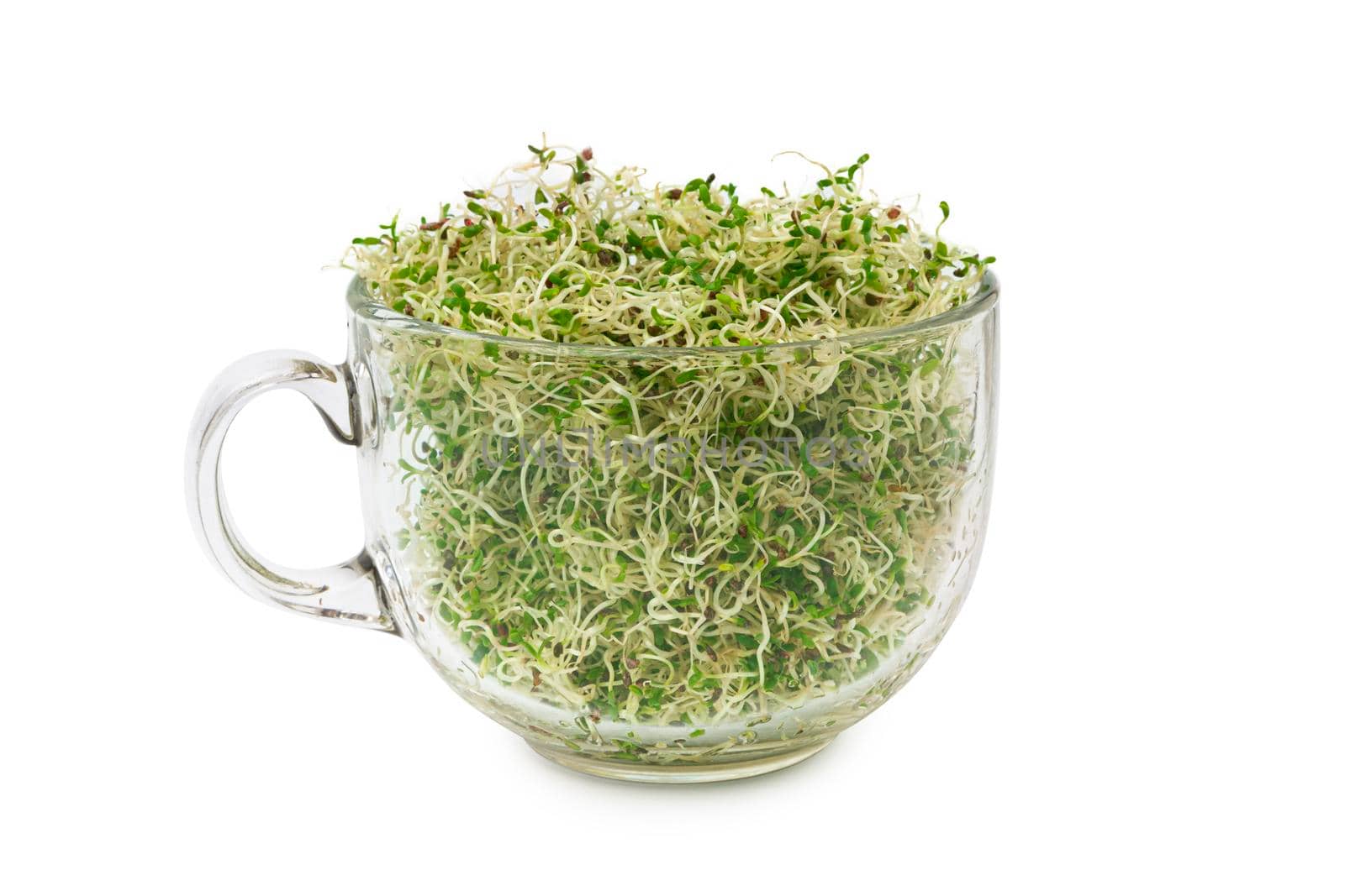 Organic young alfalfa sprouts in a glass on white background. Organic food. Close up with clipping path