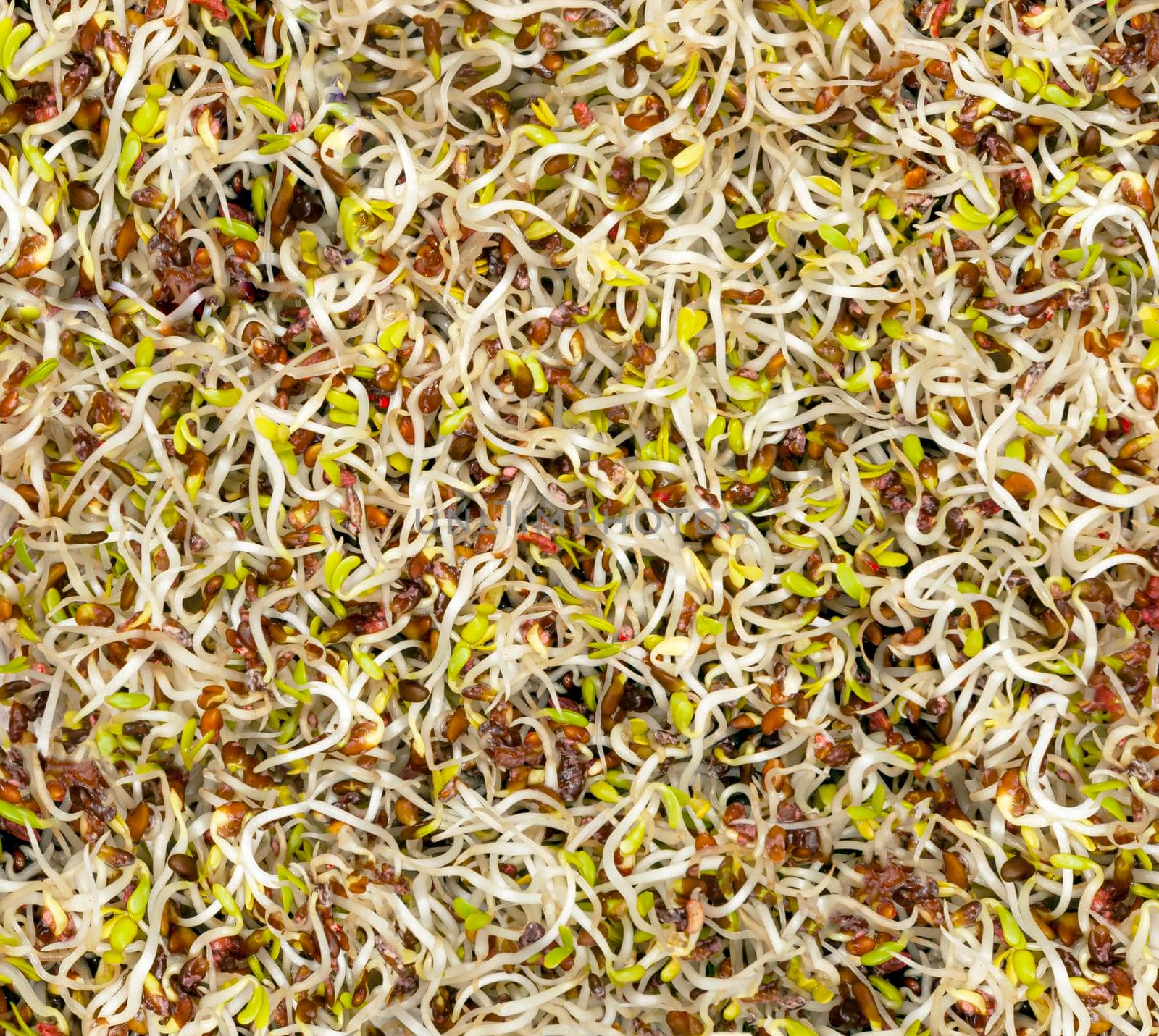 Alfalfa sprouts are fresh and raw. The fourth day of germination. Closeup shot isolated background