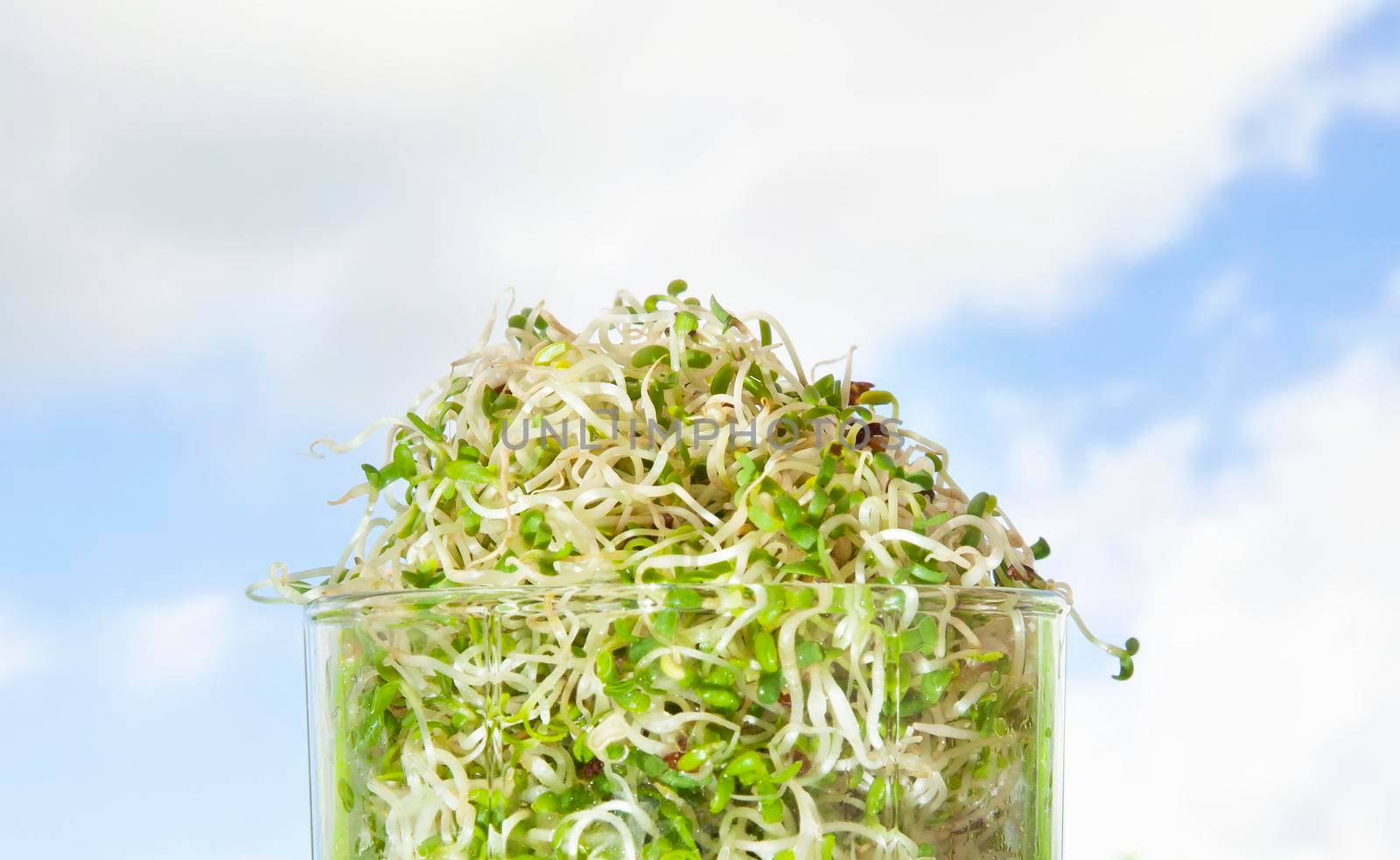 Macrobiotic food. Mix of fresh sprouts in glass jar. Alfalfa Sprouted Seeds. Unique and Tasty Sprouting Mix. Close up.