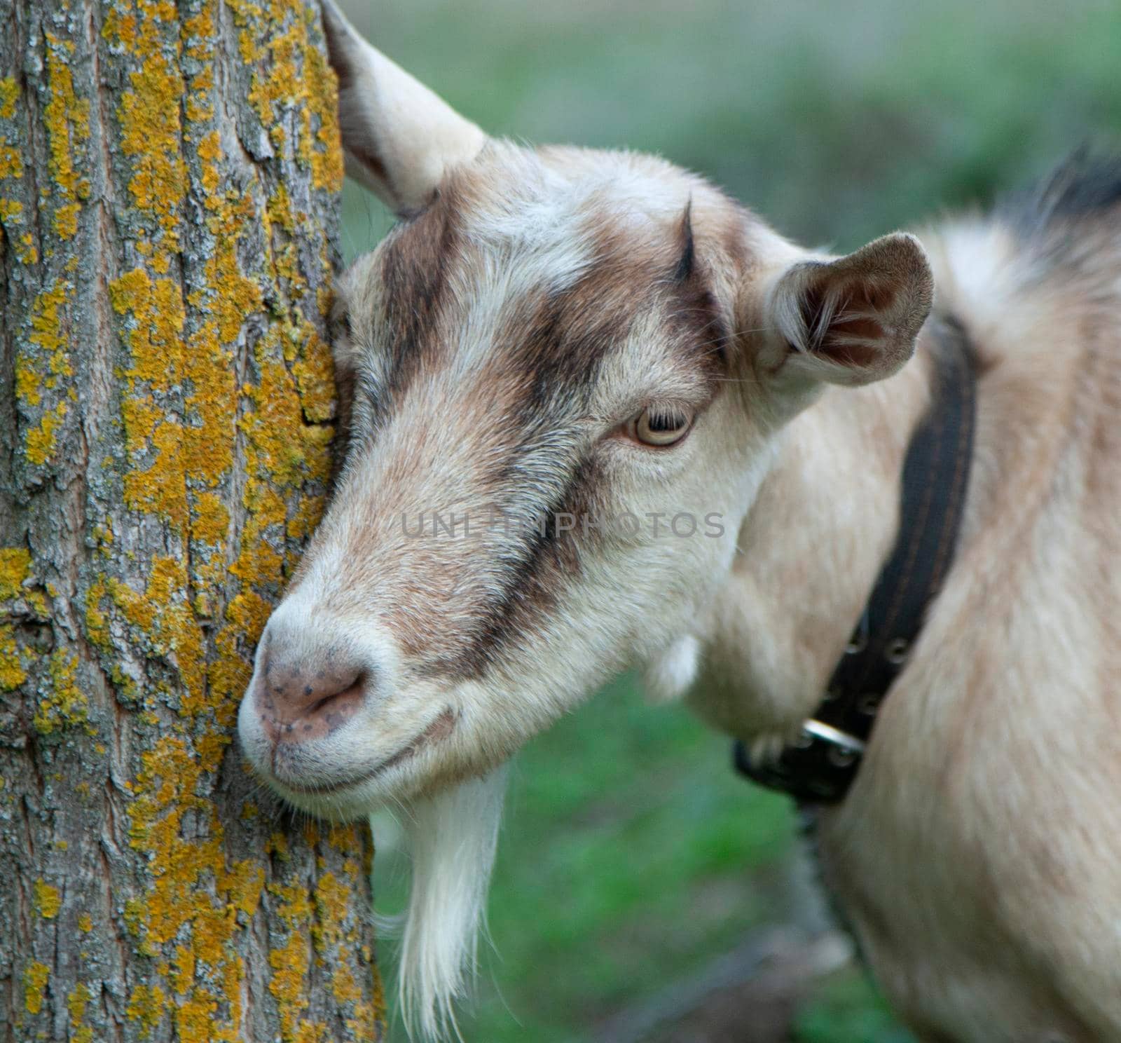 Goat. Portrait of a goat on a farm in the village by SlayCer