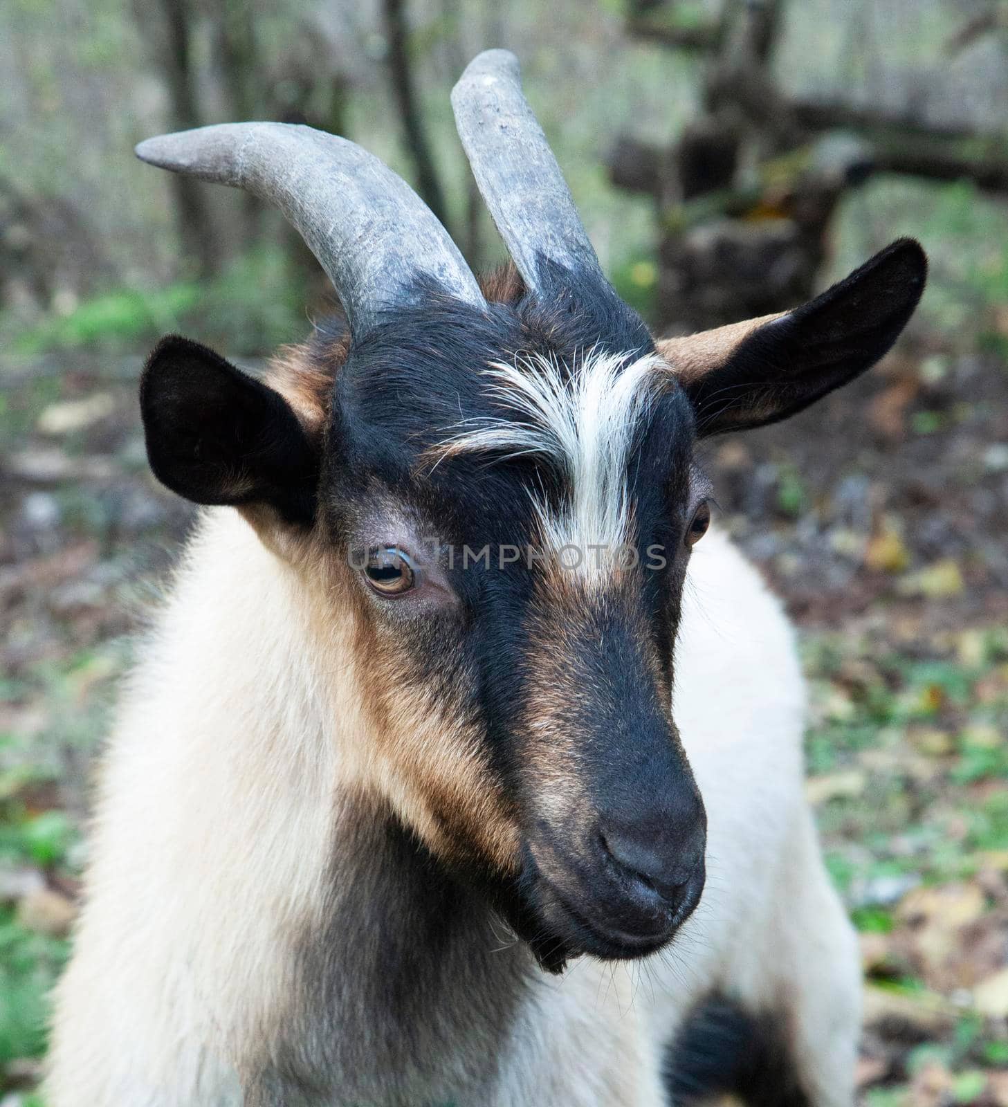 Goat. Portrait of a goat on a farm in the village. Beautiful goat posing.