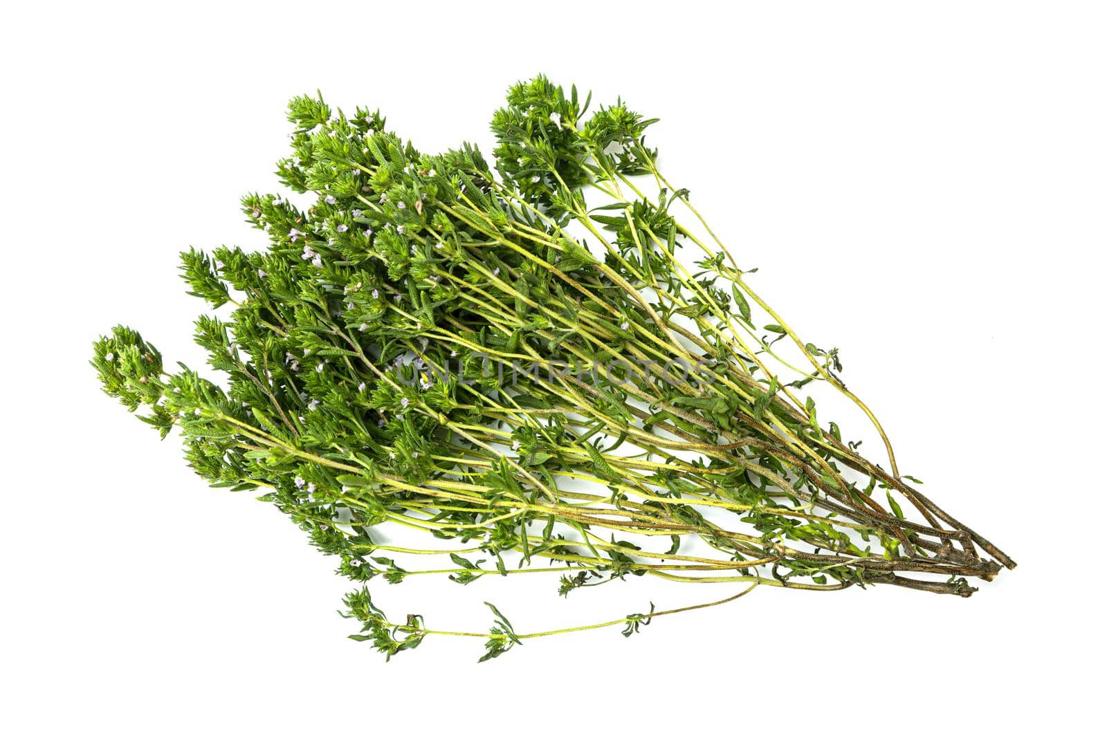 bunch of thyme twigs isolated on white background.