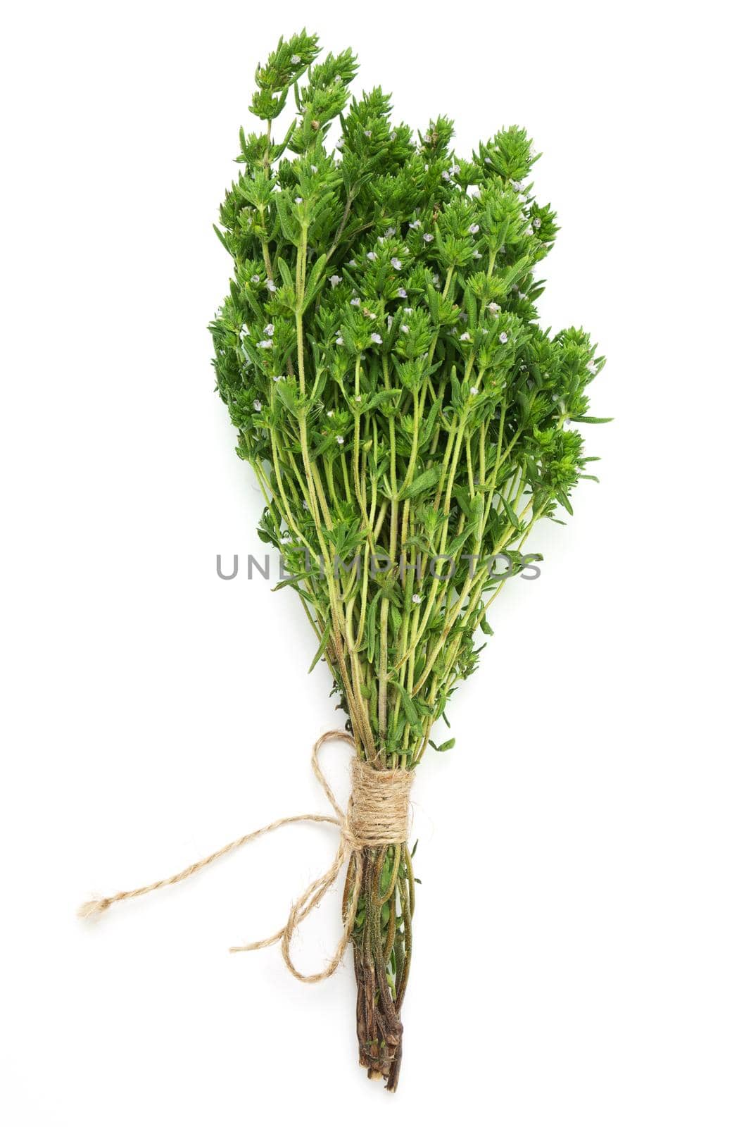bunch of thyme twigs isolated on white background.
