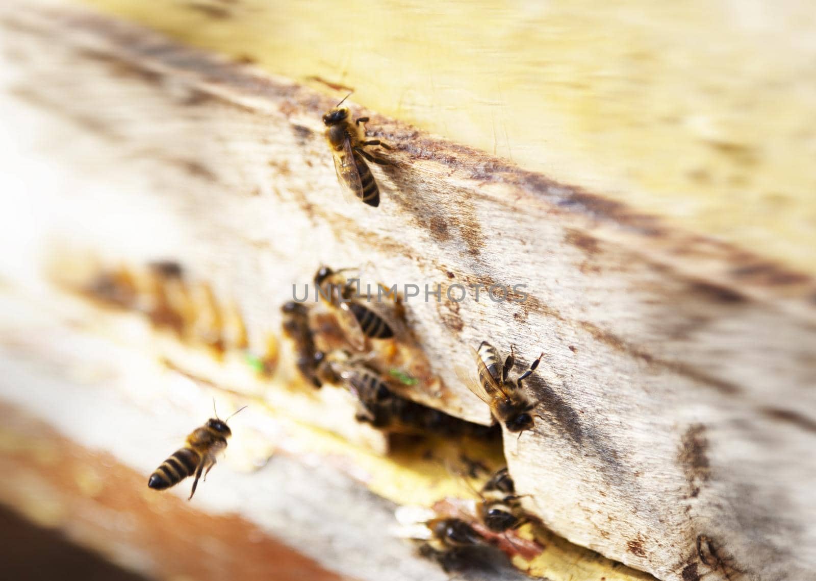 Close up of flying bees. Wooden beehive and bees. by SlayCer