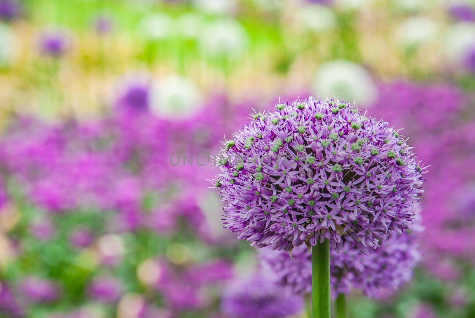 Spherical purple allium flowers. In the Green leaf background, Allium Gladiator is a spectacular giant Onion full bloom grown in a botanic garden.