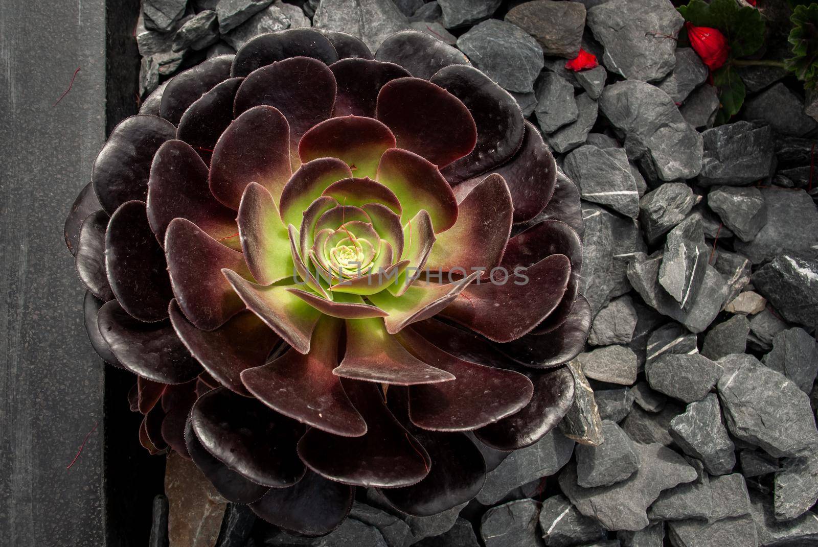 Beautiful of Aeonium arboreum, Black Aeonium on scree background and copy space available on the side.