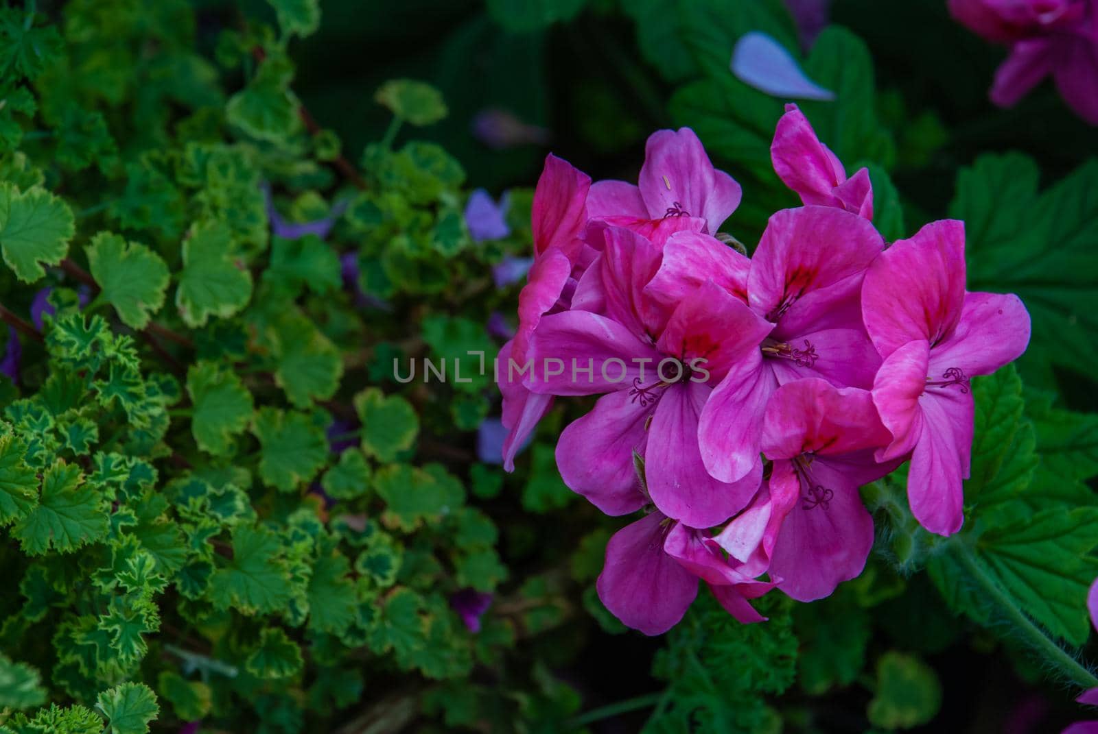 Purple pink flower of Pelargonium Olga Shipston full bloom grown in a botanic garden