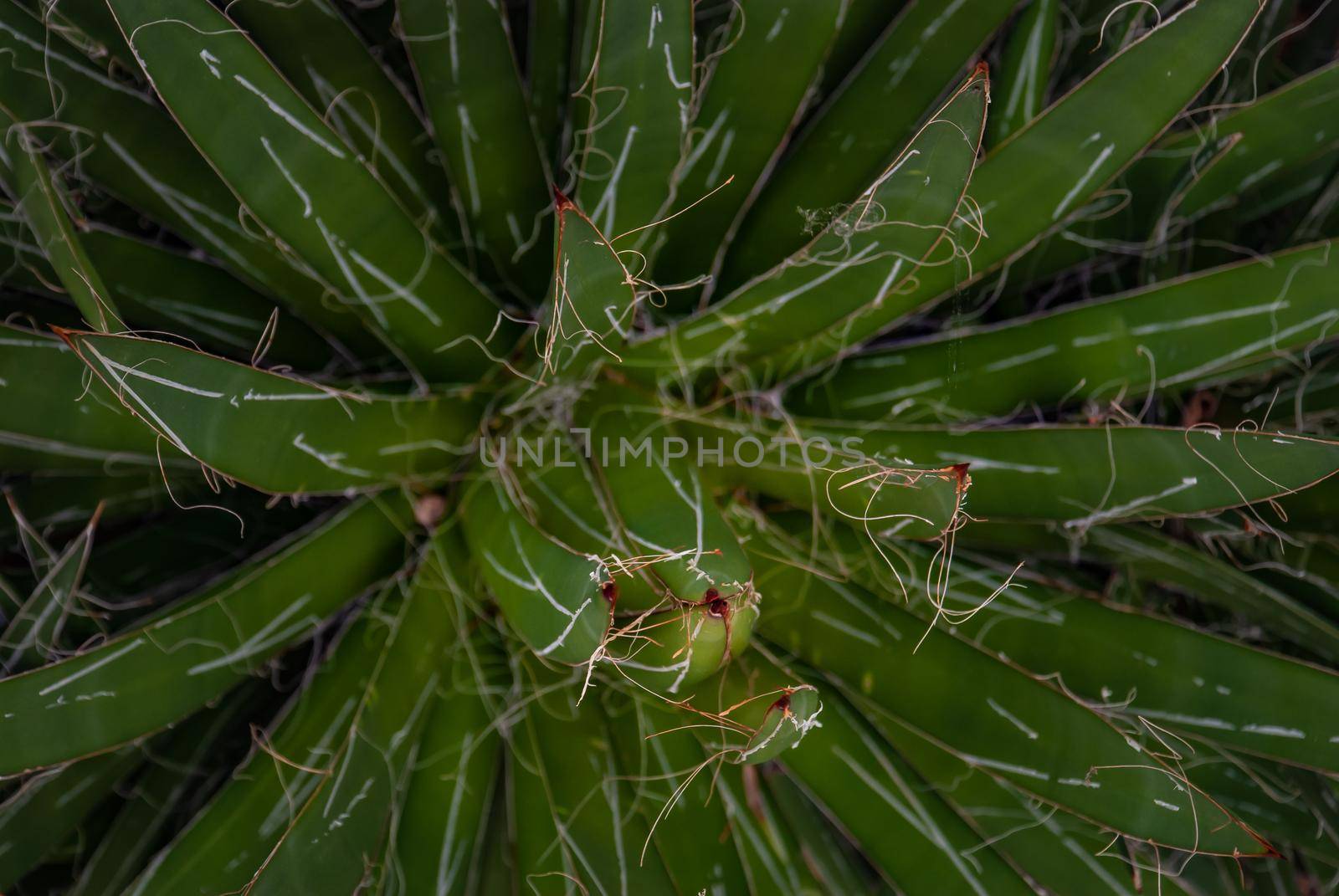 Close up of Agave Lechuguilla Shin Digger Succulent Growing out of Rock in Chihuahua Desert Texas