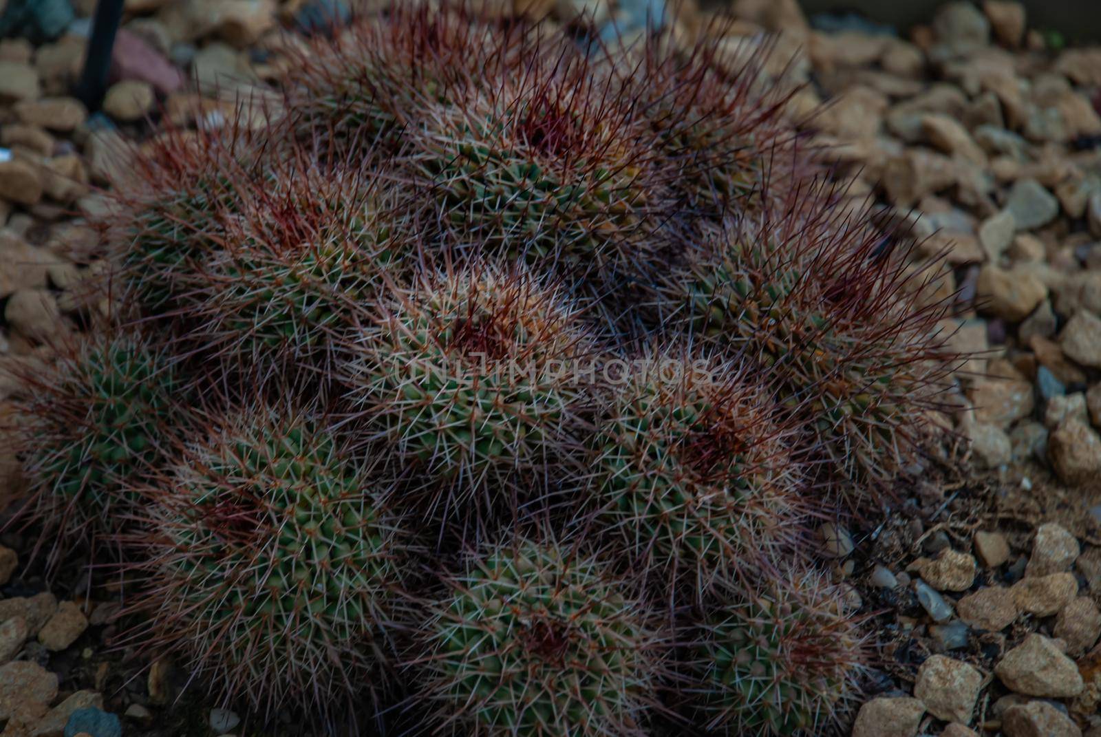 Flowering Mammillaria wiesingeri cactus in the botanical garden, Arid Plants.