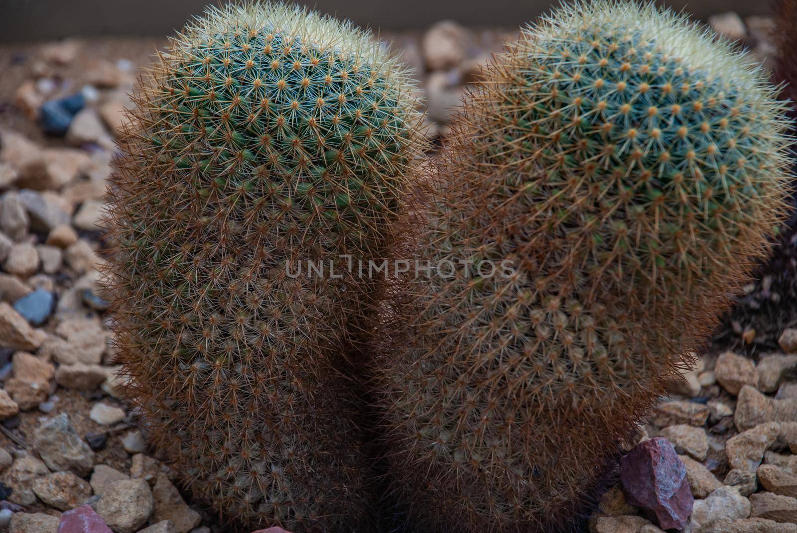 Flowering Mammillaria Mammillaria rhodantha cactus in the botanical garden, Arid Plants.