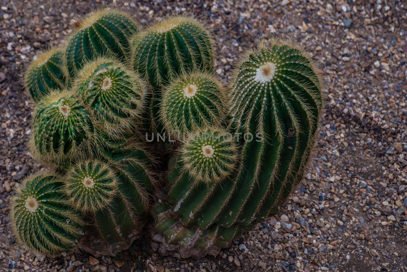 parodia warasii cactus in the botanical garden, Arid Plants.